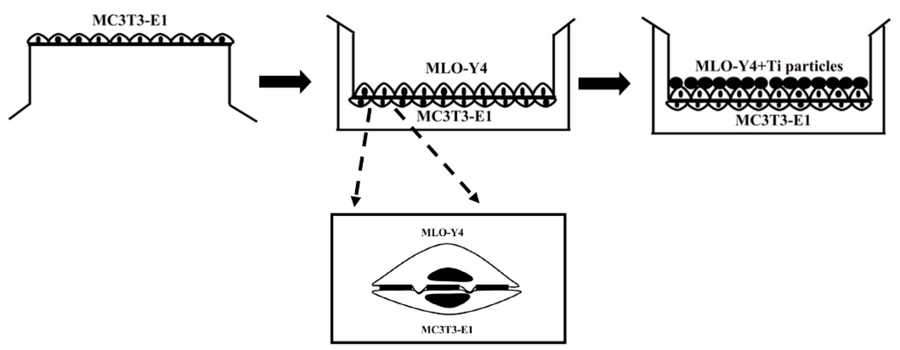 Ijms 24 10864 g011