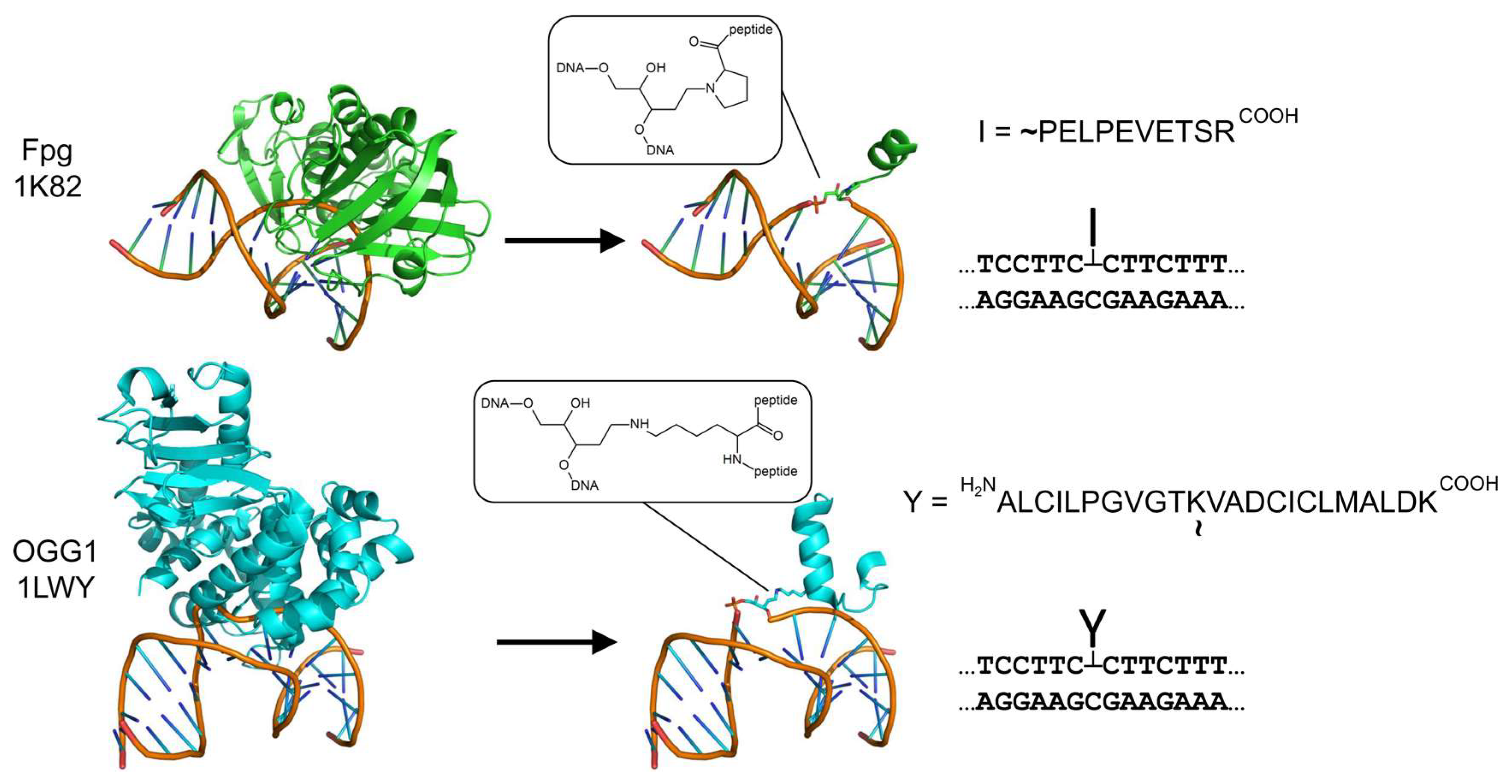 Ijms 24 10877 g001 Ijms 24 10877 g001