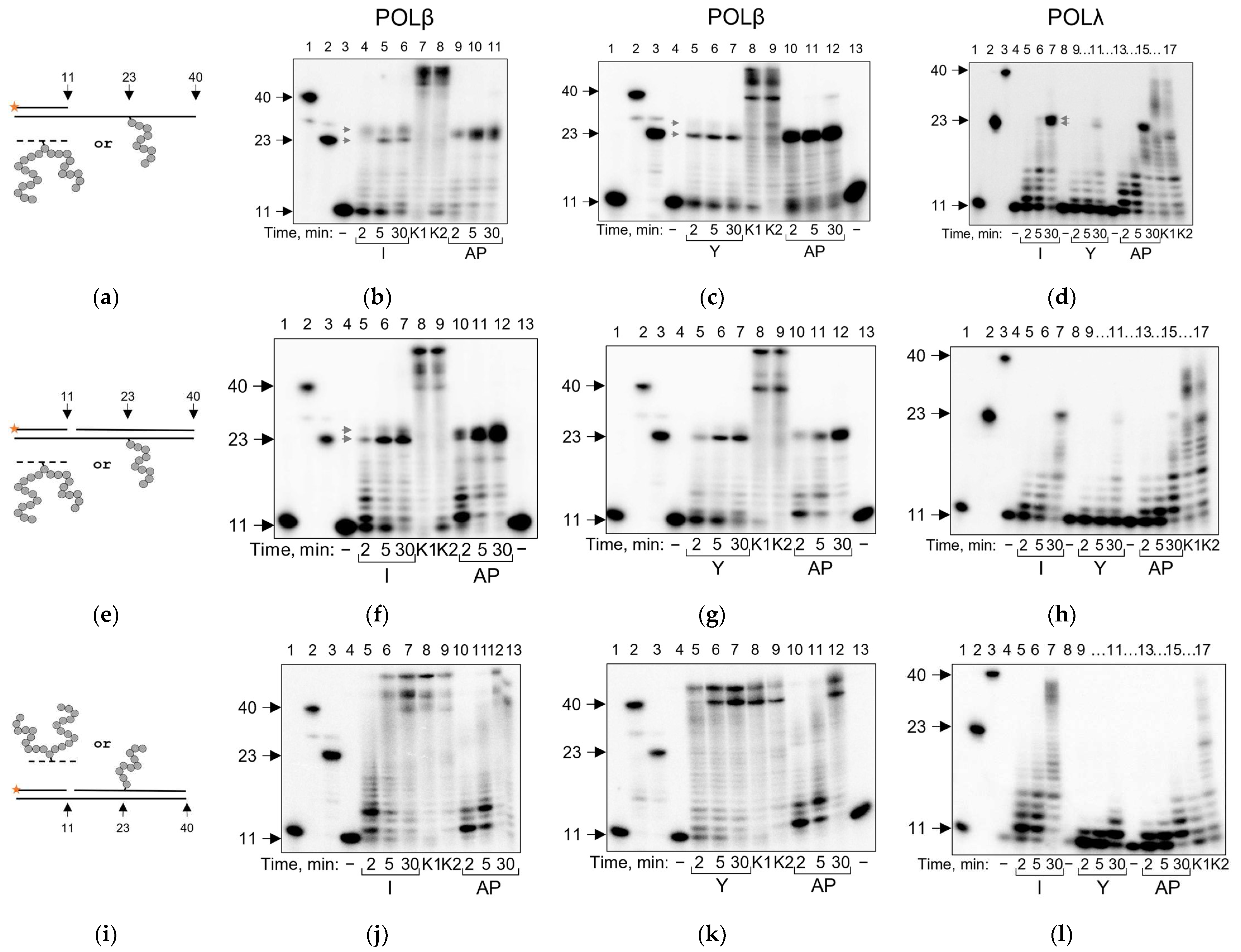 Ijms 24 10877 g002 Ijms 24 10877 g002