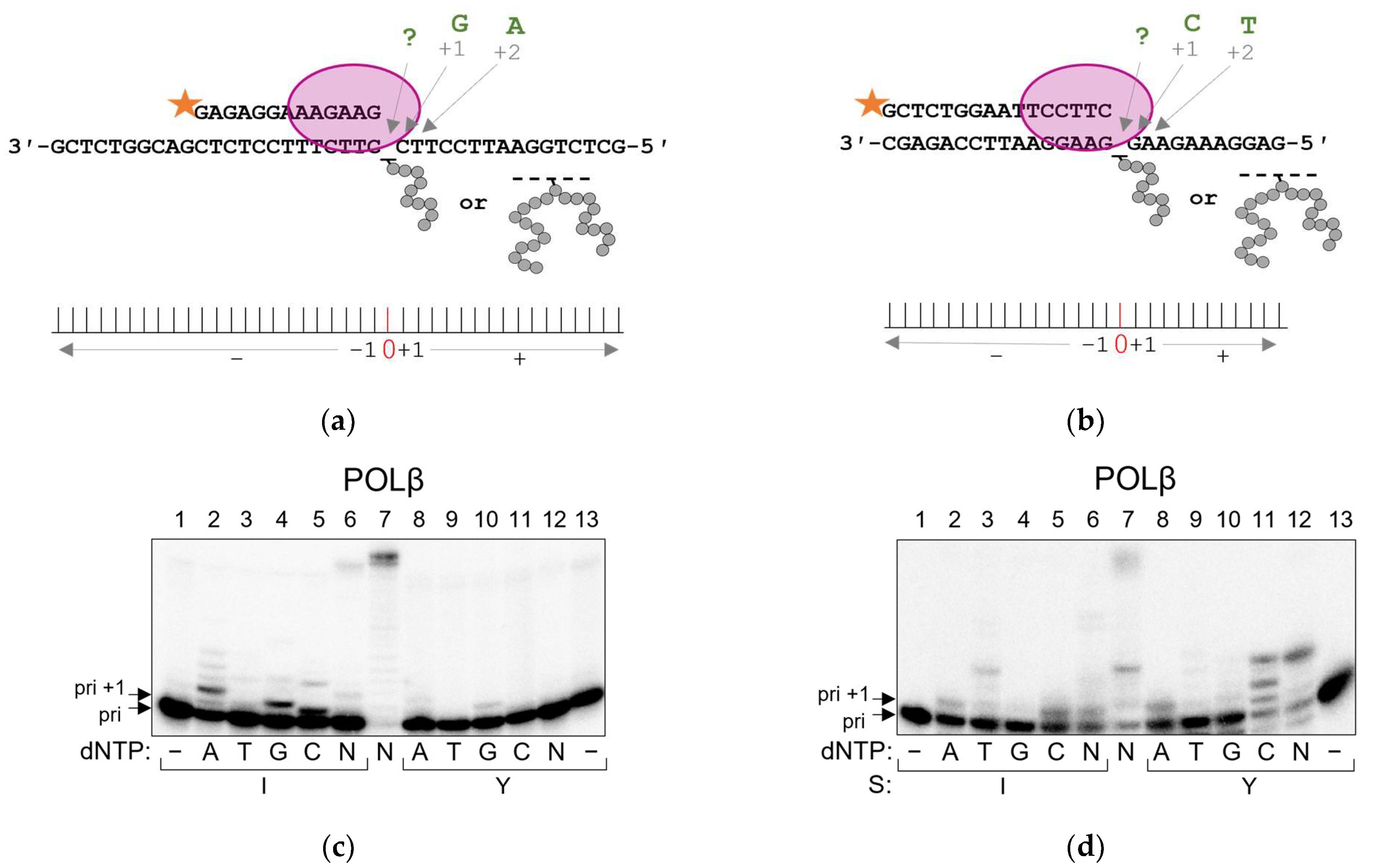 Ijms 24 10877 g003a Ijms 24 10877 g003a