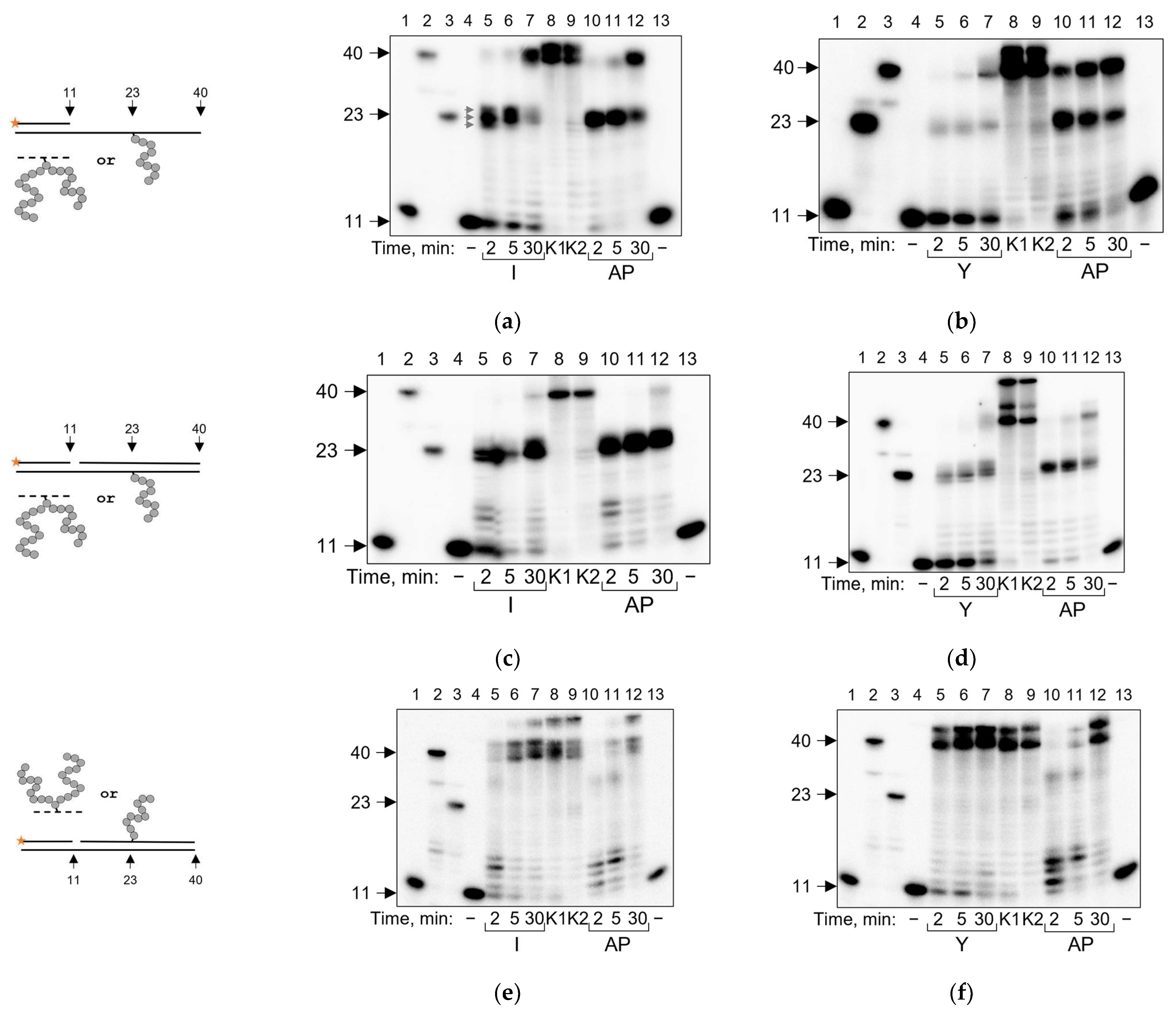 Ijms 24 10877 g004 Ijms 24 10877 g004