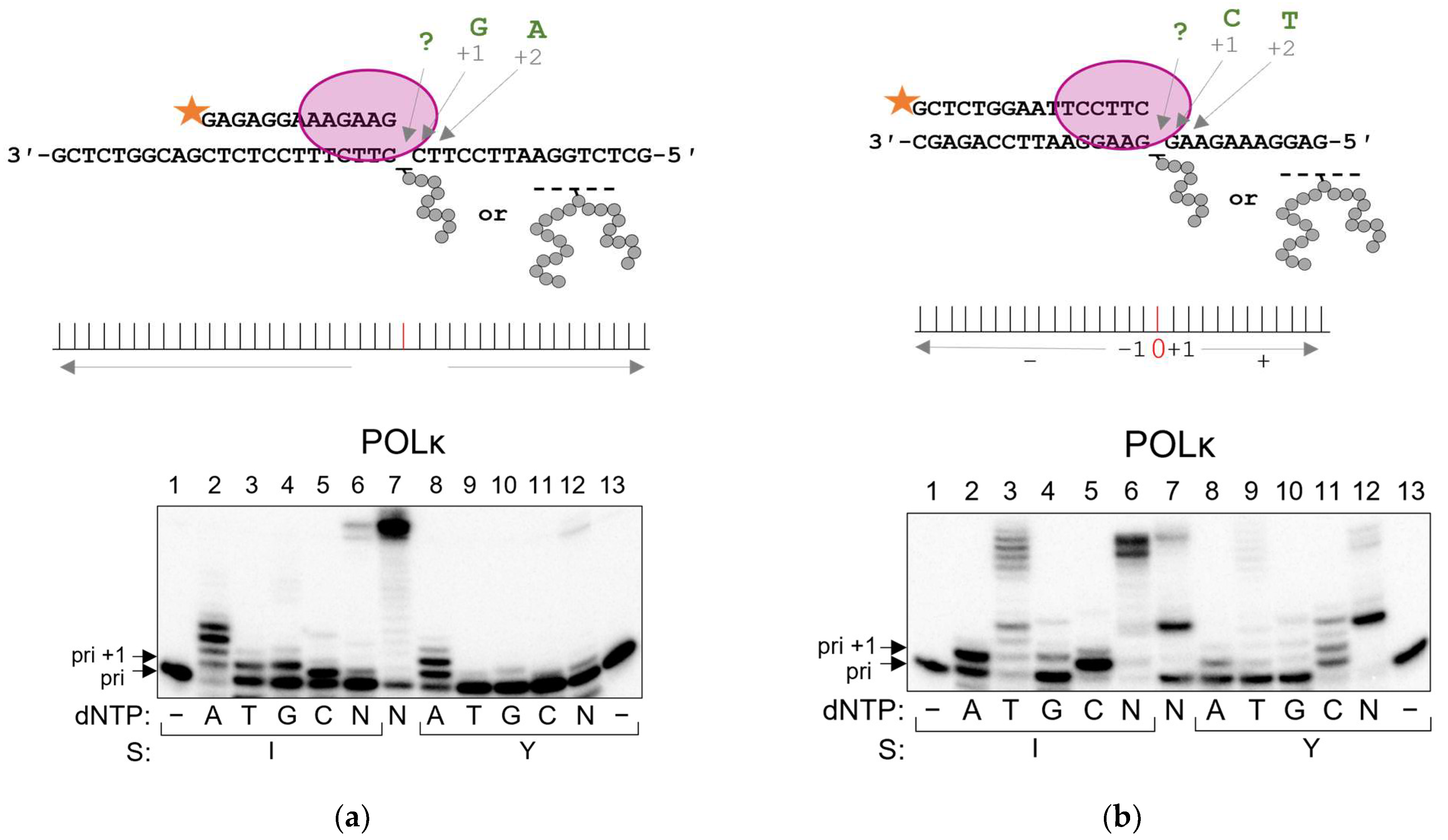 Ijms 24 10877 g005 Ijms 24 10877 g005