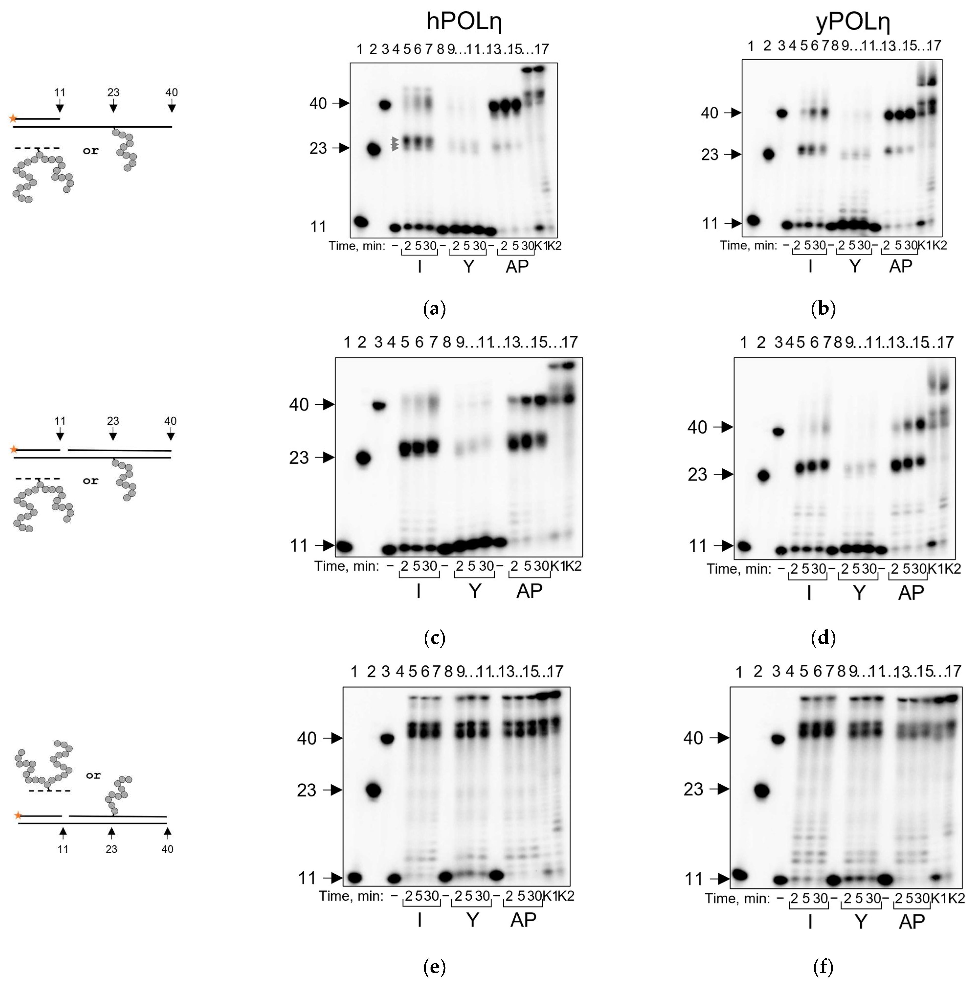 Ijms 24 10877 g006 Ijms 24 10877 g006