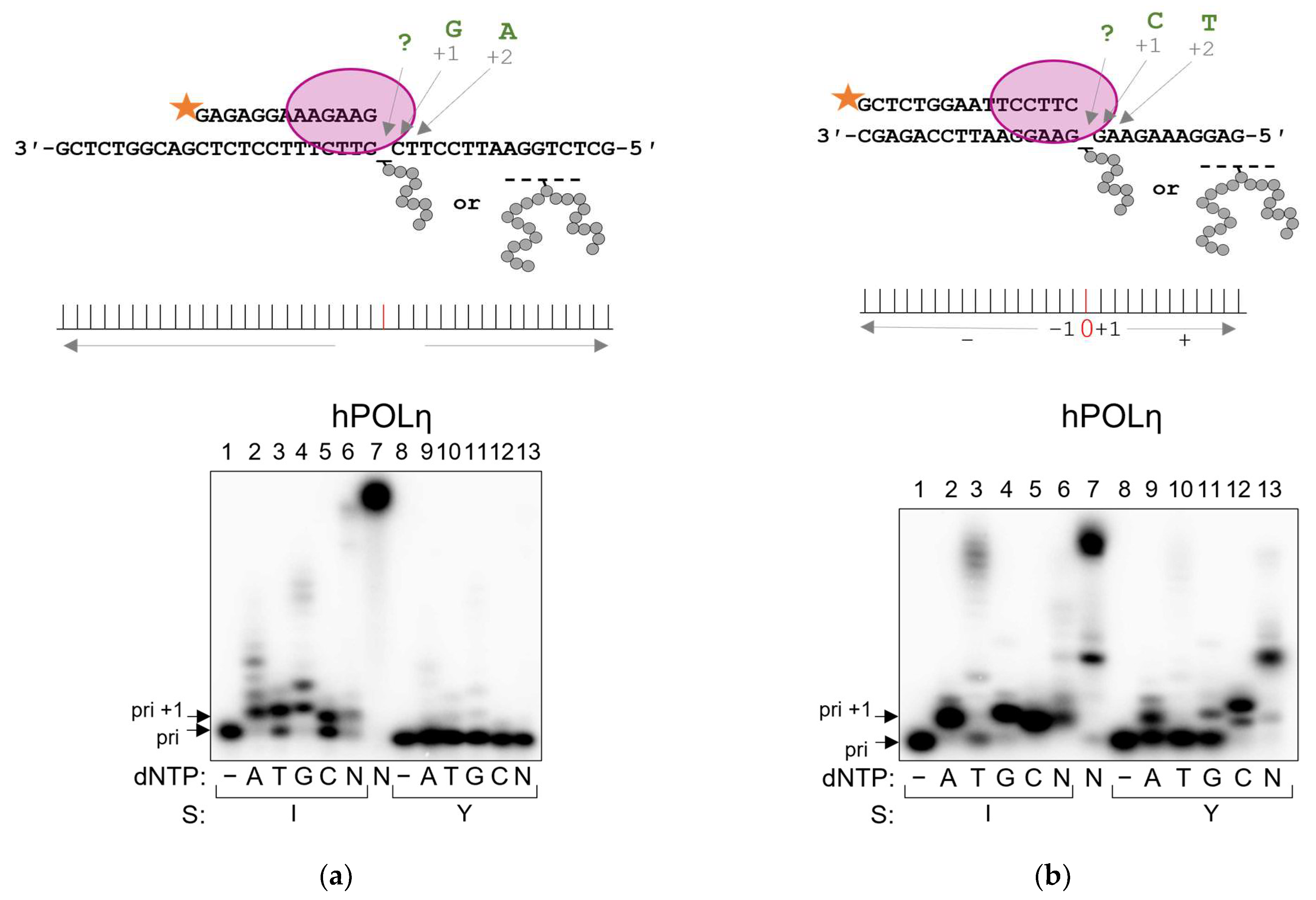 Ijms 24 10877 g007a Ijms 24 10877 g007a