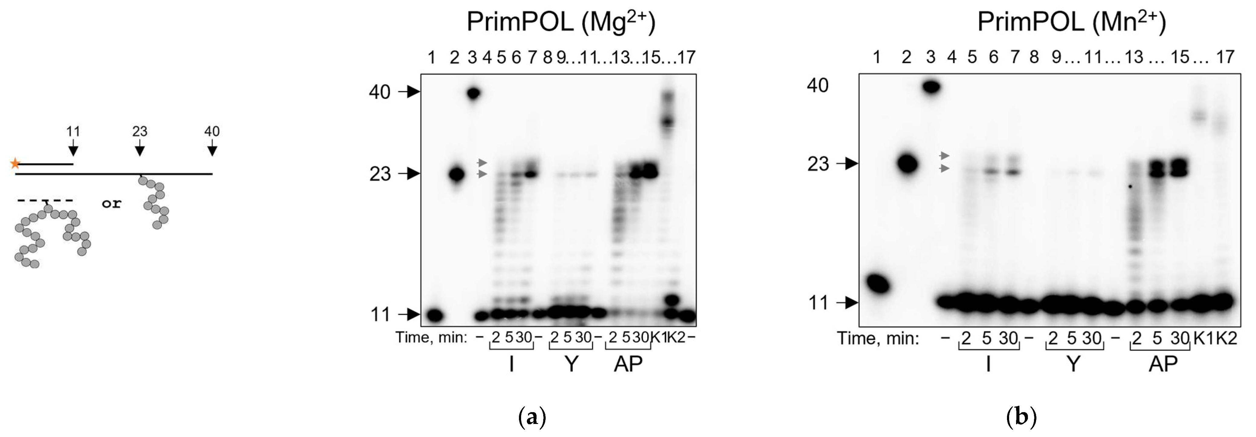 Ijms 24 10877 g008a Ijms 24 10877 g008a