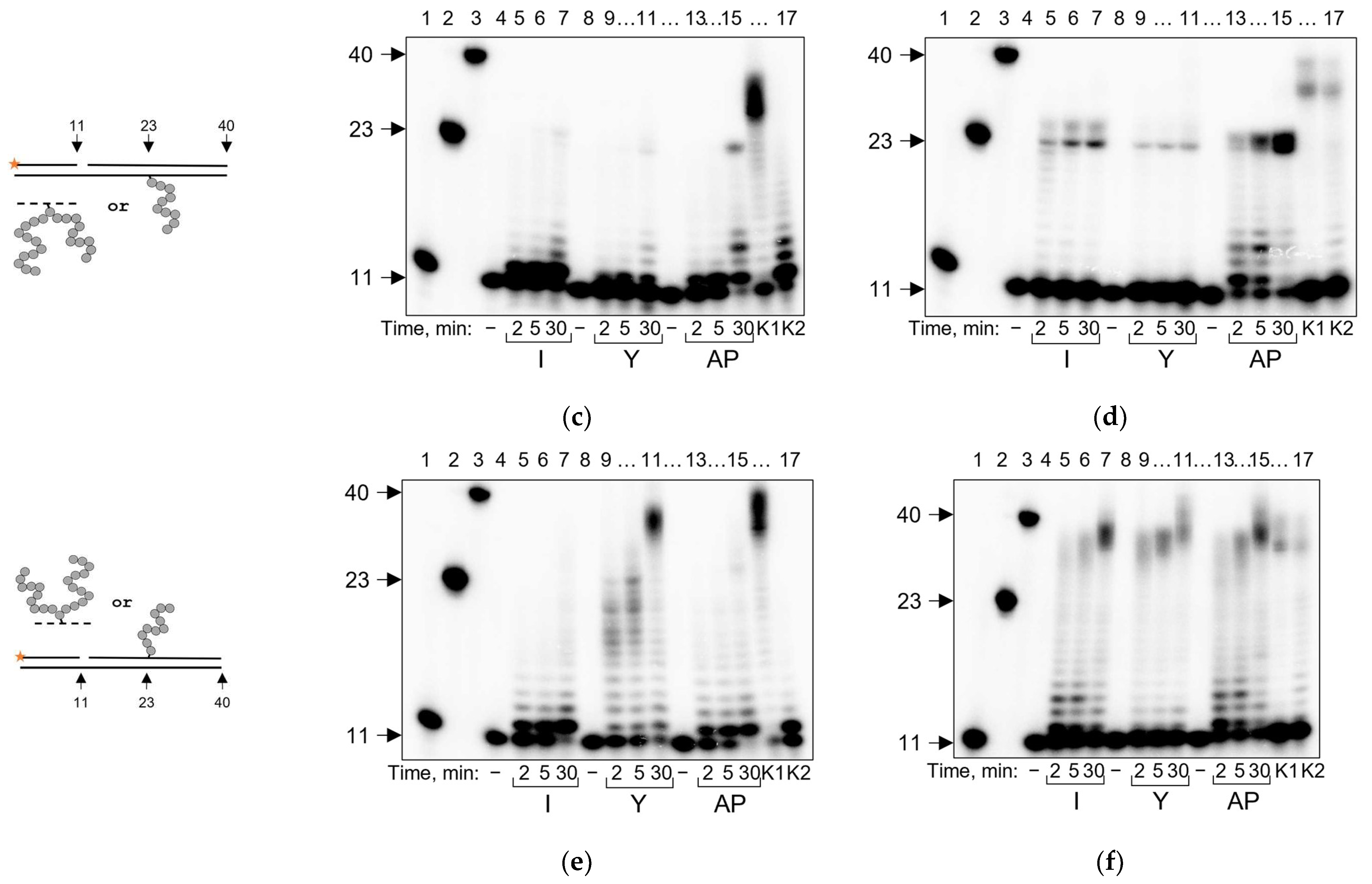 Ijms 24 10877 g008b Ijms 24 10877 g008b