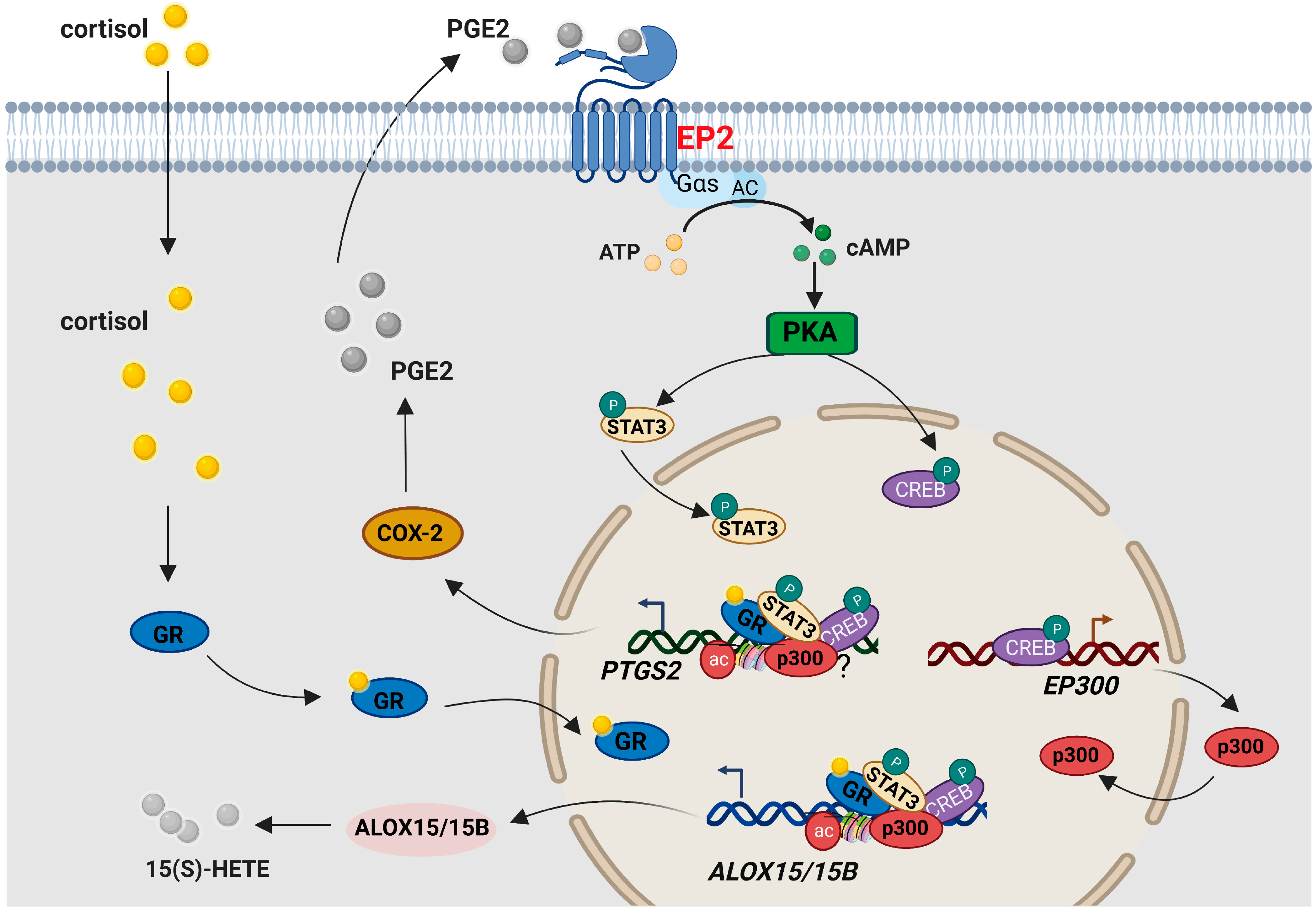 Ijms 24 10881 g008 Ijms 24 10881 g008