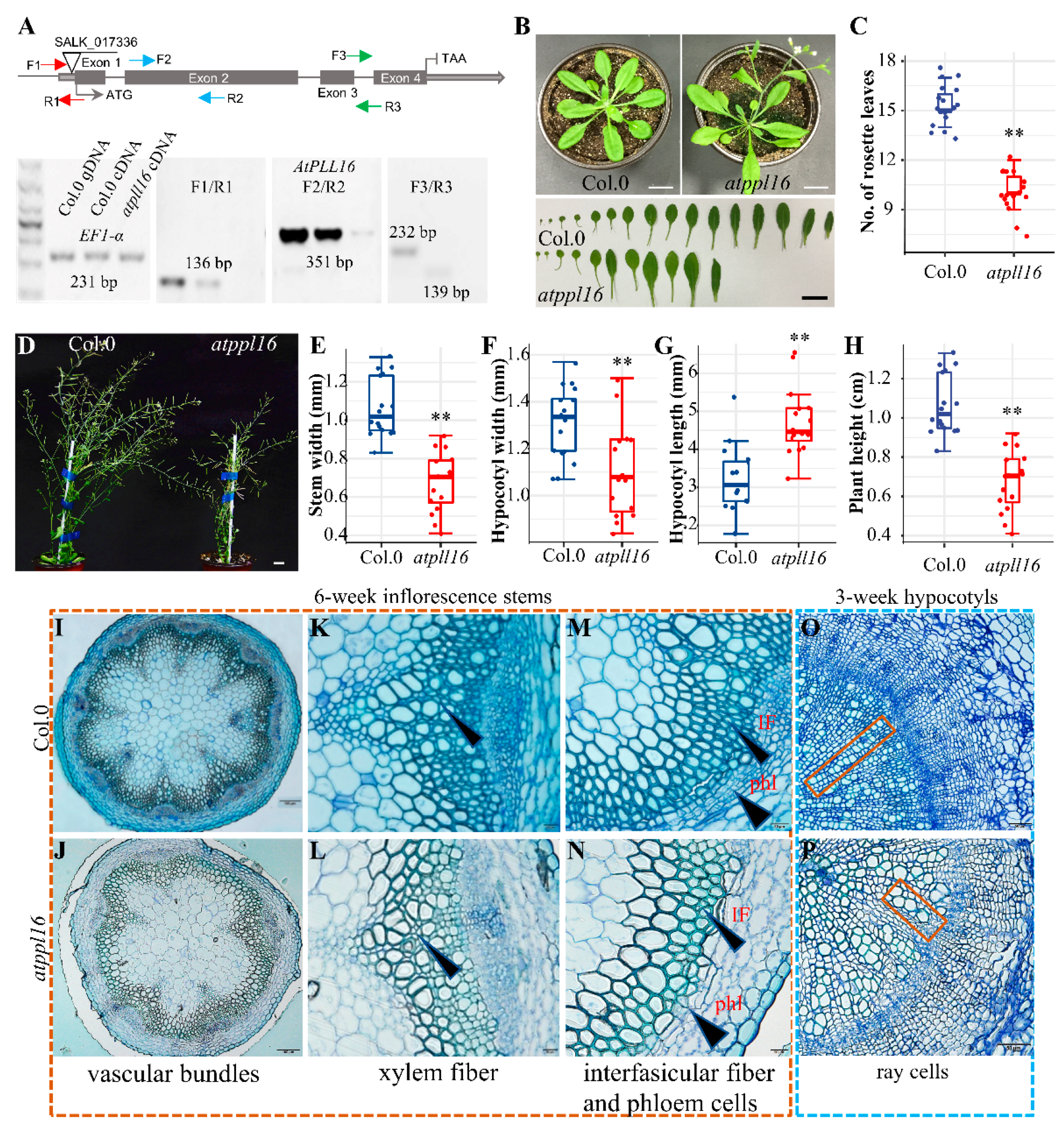 Ijms 24 10883 g002 Ijms 24 10883 g002