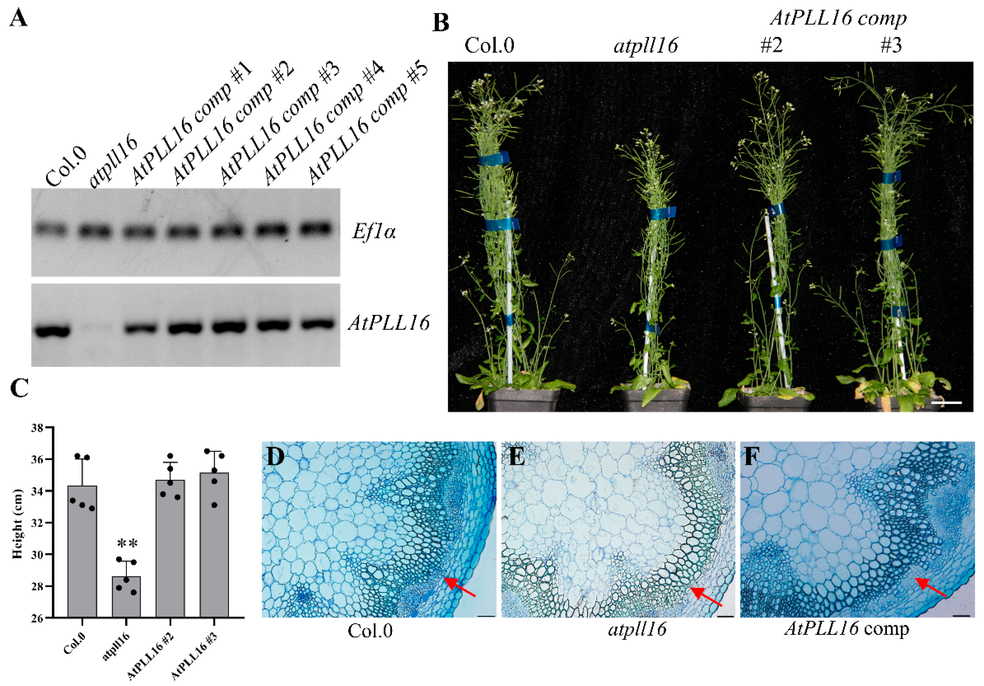 Ijms 24 10883 g003 Ijms 24 10883 g003
