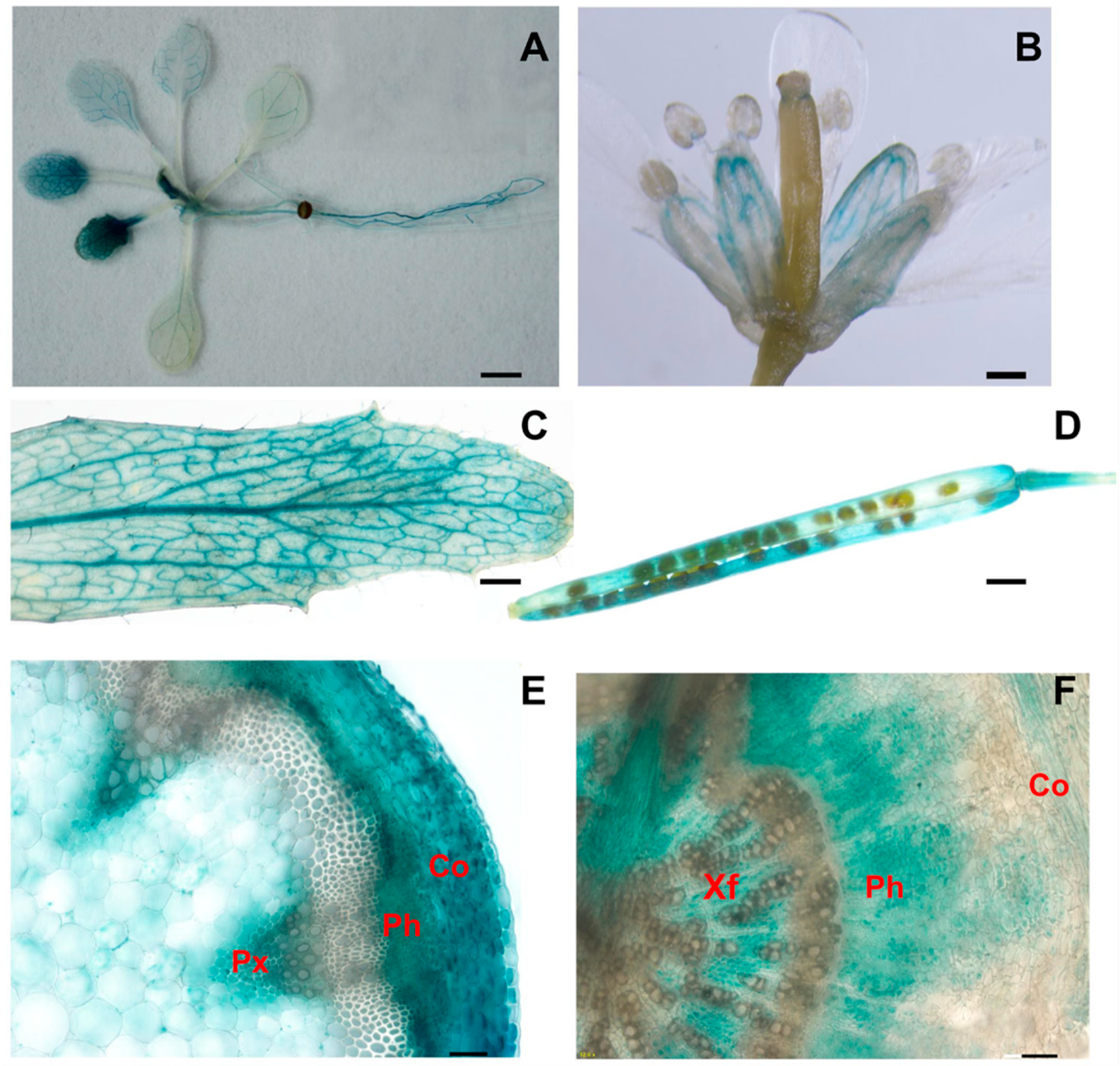 Ijms 24 10883 g005 Ijms 24 10883 g005