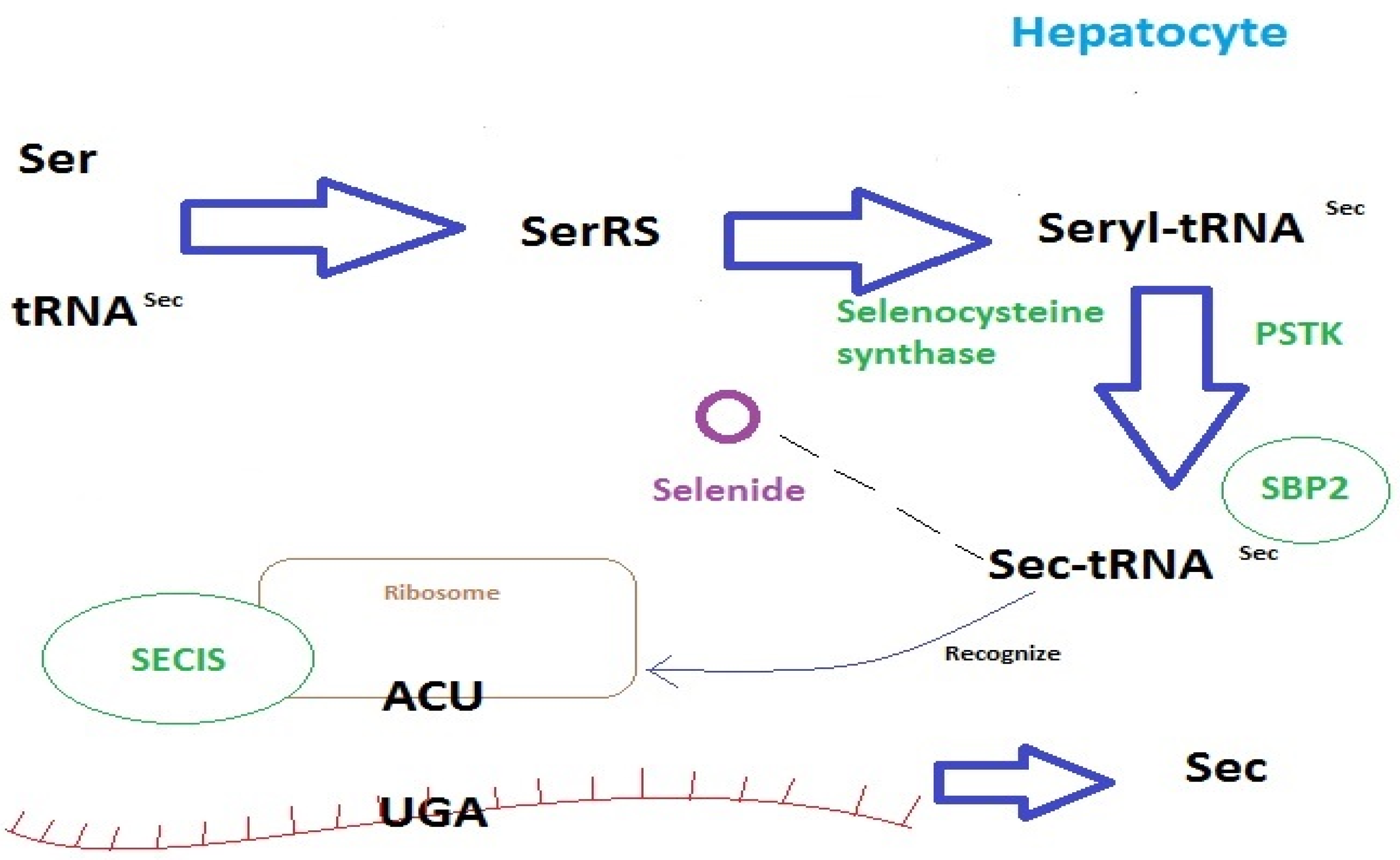 Ijms 24 10887 g001 Ijms 24 10887 g001