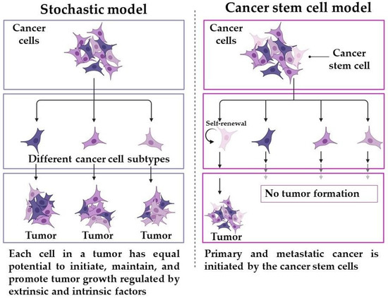 Unmasking the Deceptive Nature of Cancer Stem Cells: The Role of 