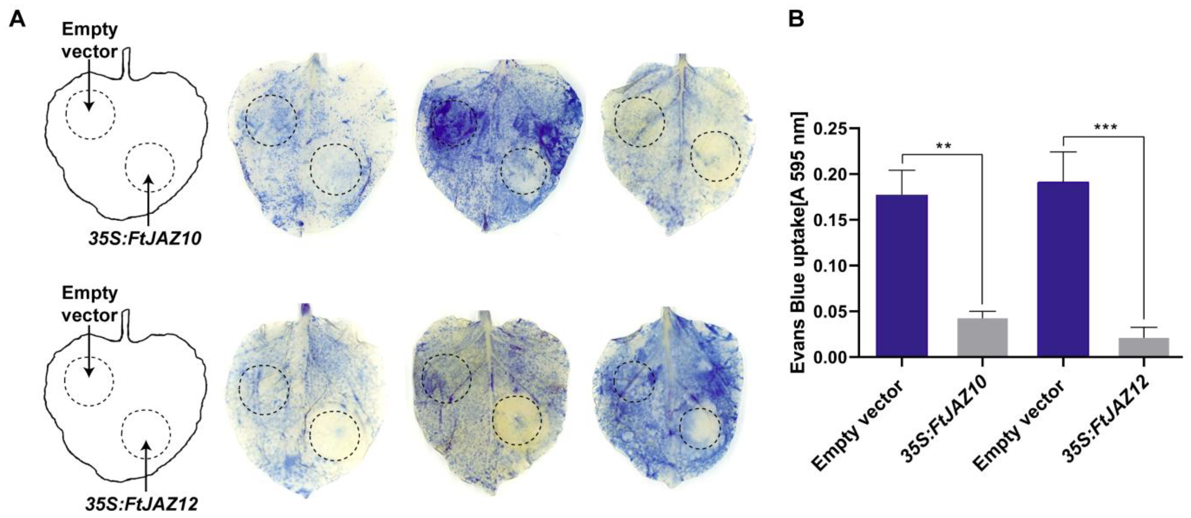 Ijms 24 10916 g007 Ijms 24 10916 g007