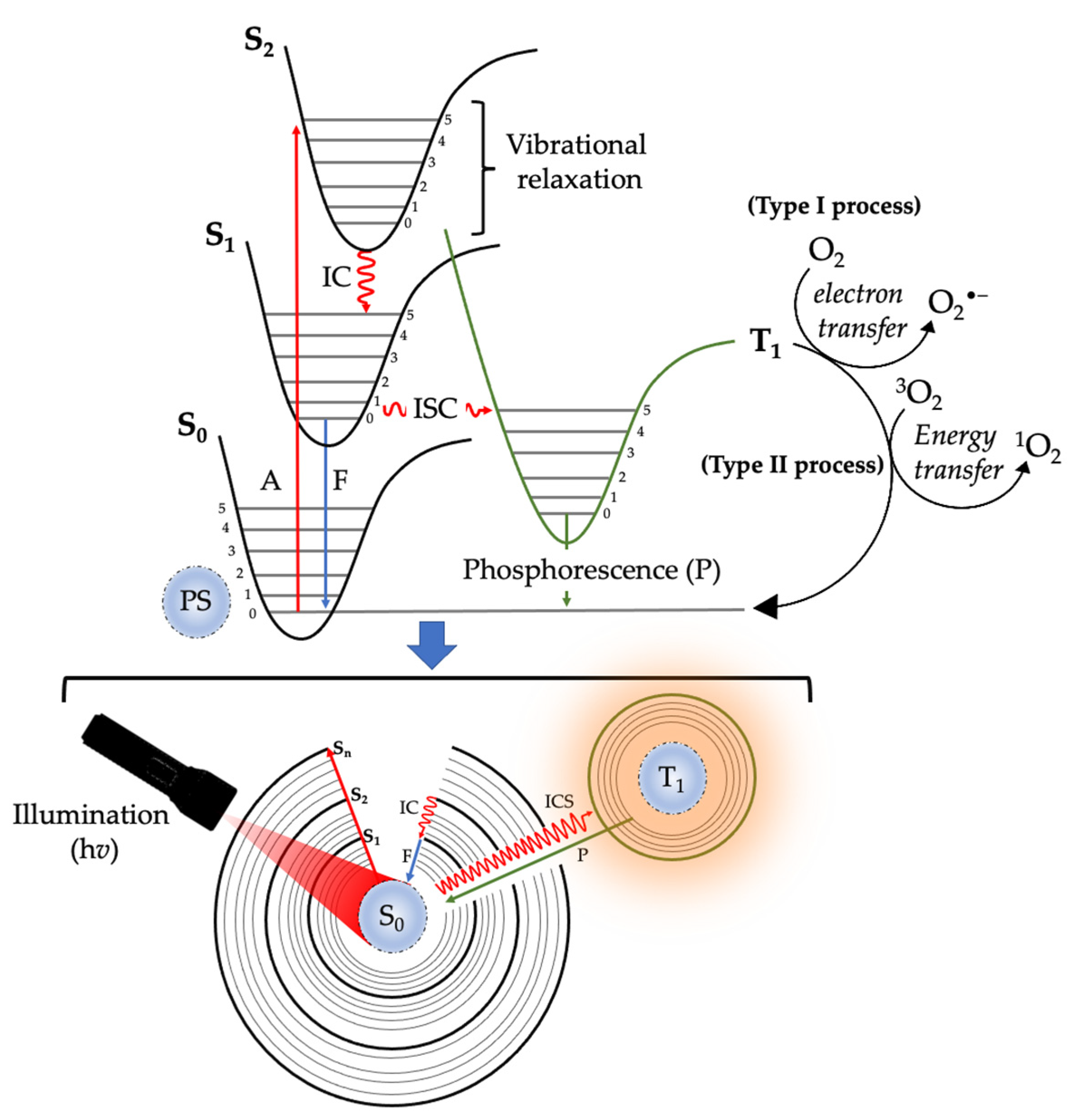 Ijms 24 10931 g001 Ijms 24 10931 g001