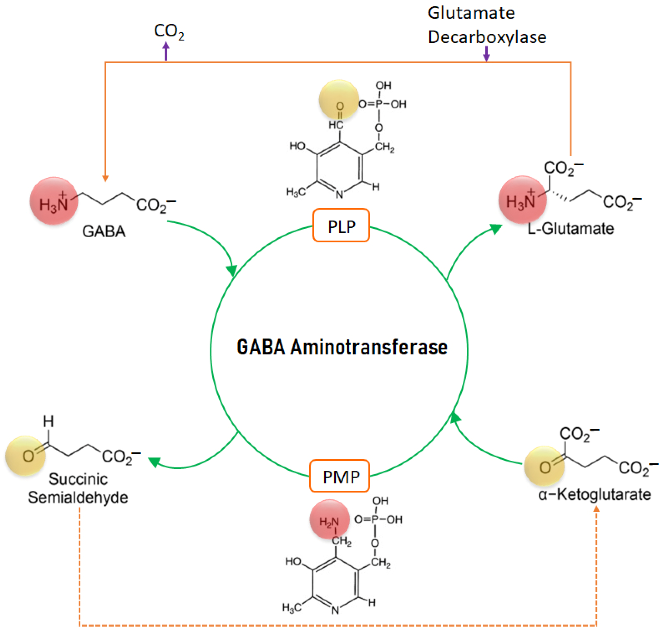 Ijms 24 10933 g001 Ijms 24 10933 g001