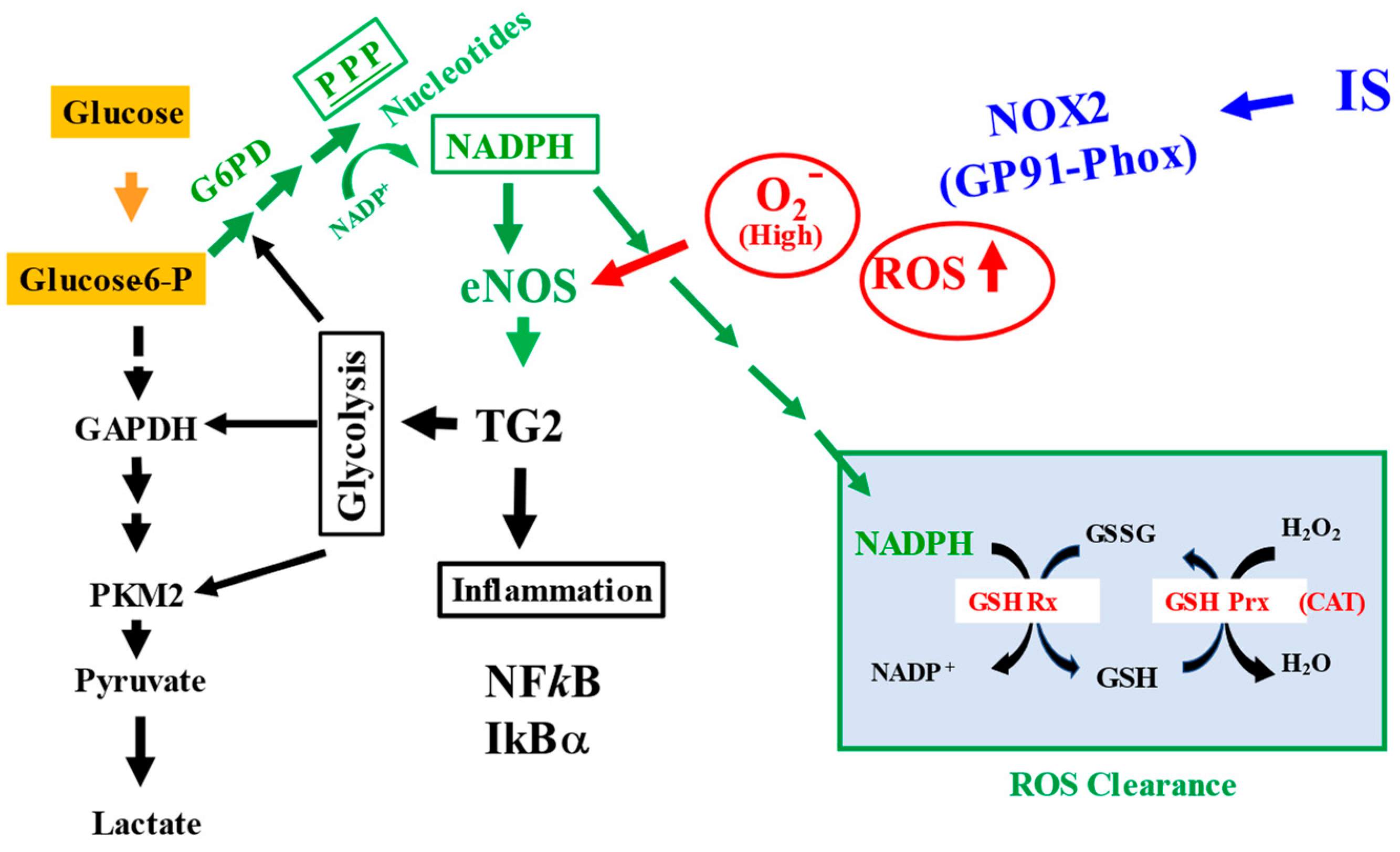 Ijms 24 10935 g008 Ijms 24 10935 g008