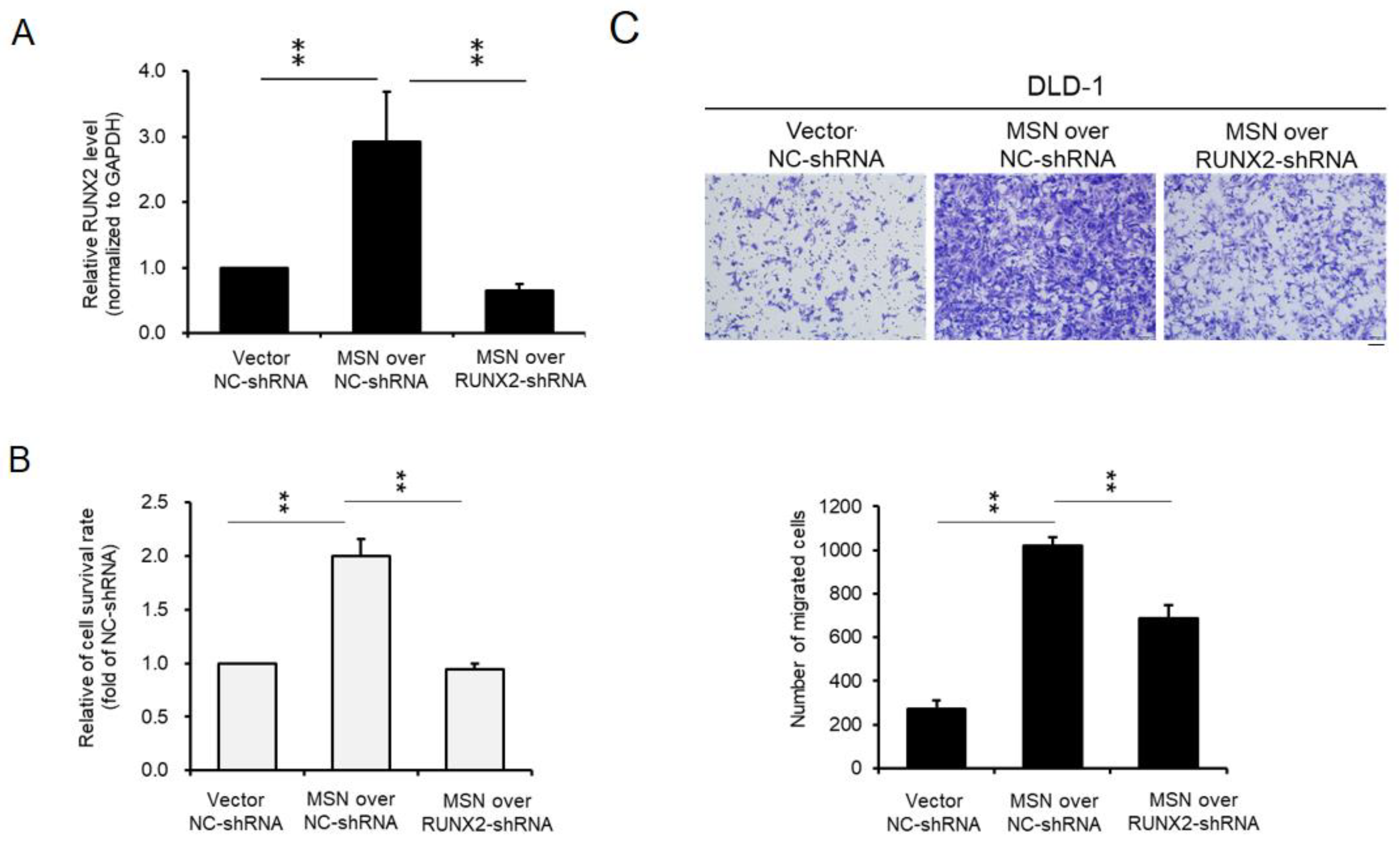 Ijms 24 10951 g009 Ijms 24 10951 g009