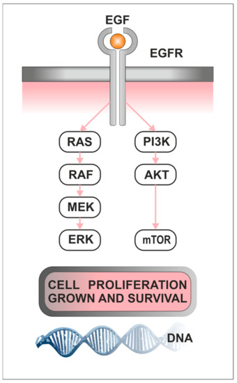 The Role of Activation of PI3K/AKT/mTOR and RAF/MEK/ERK Pathways in ...