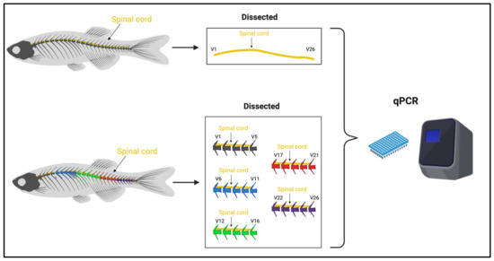 Transcription Pattern of Neurotrophic Factors and Their Receptors