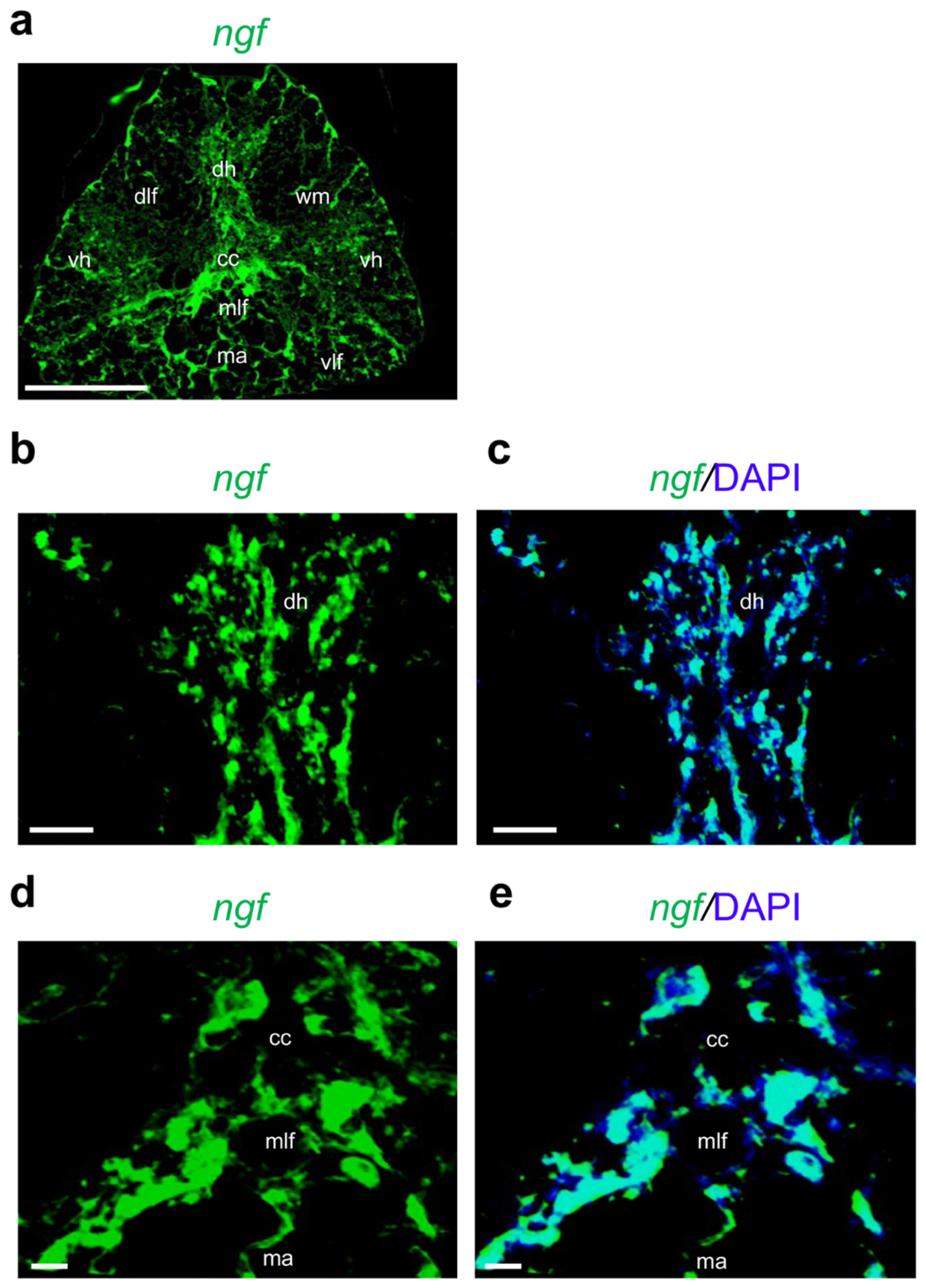 Ijms 24 10953 g003 Ijms 24 10953 g003