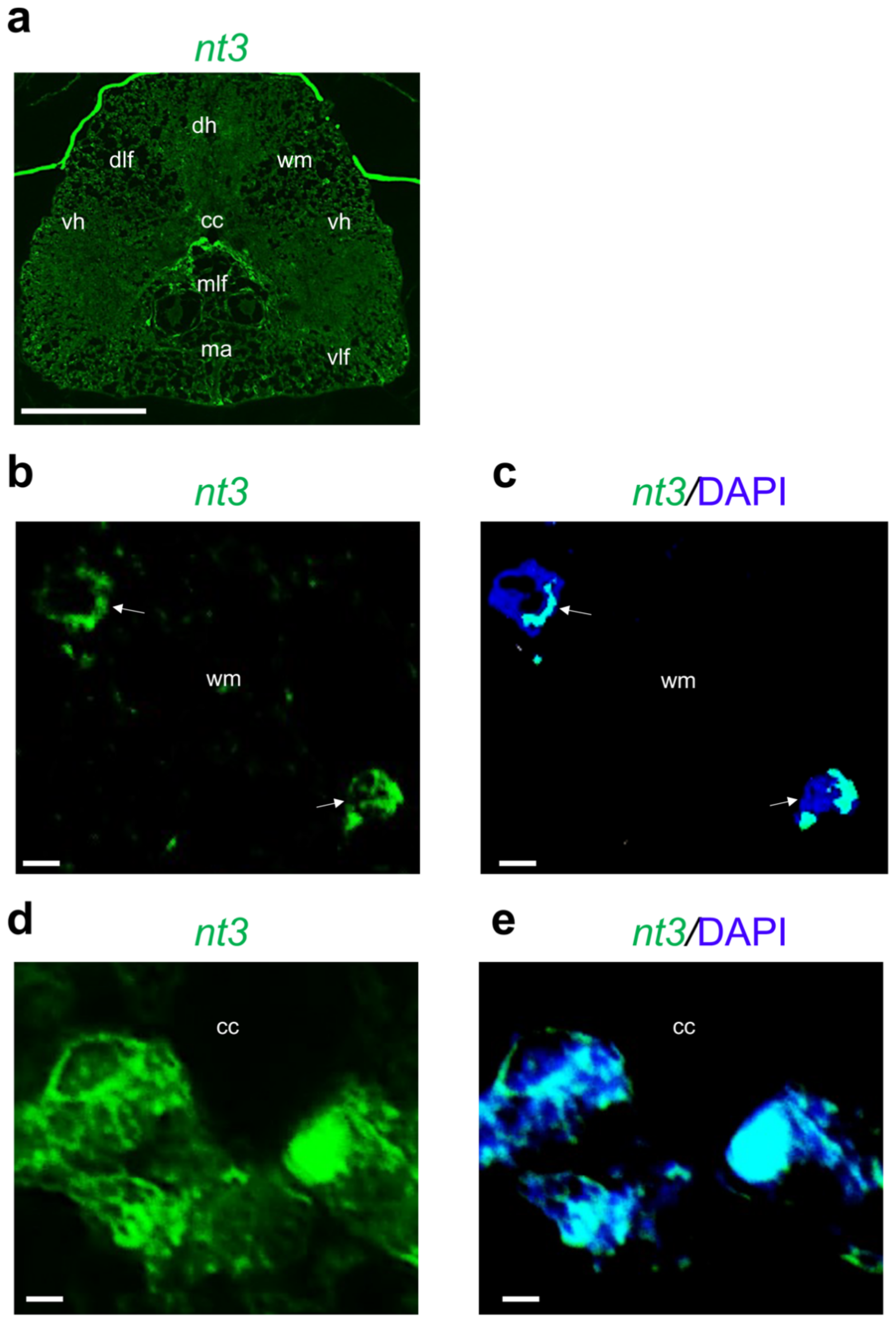 Ijms 24 10953 g005 Ijms 24 10953 g005