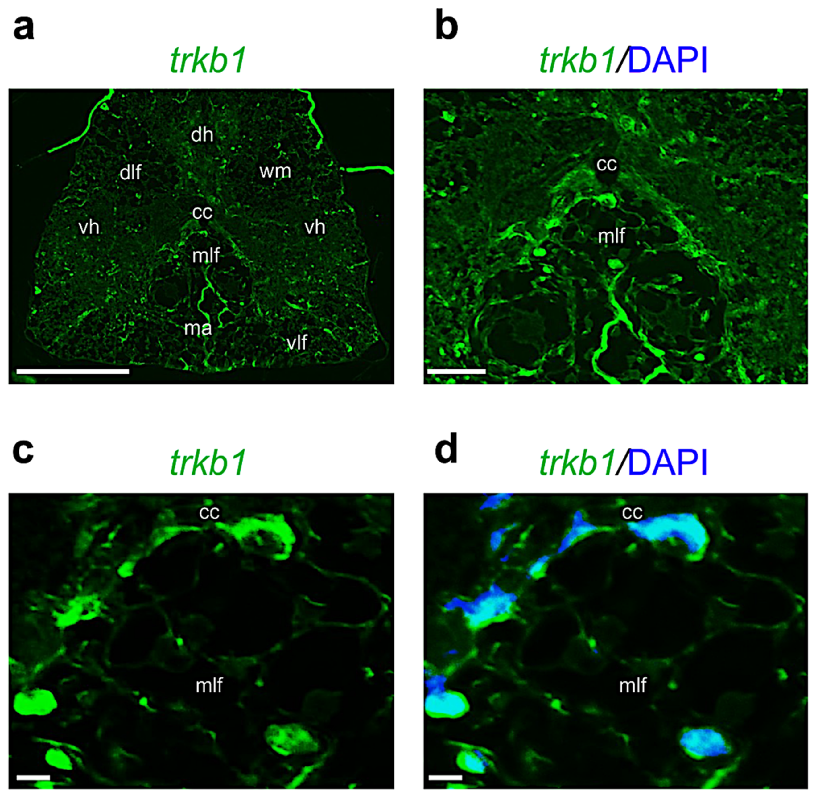 Ijms 24 10953 g008 Ijms 24 10953 g008