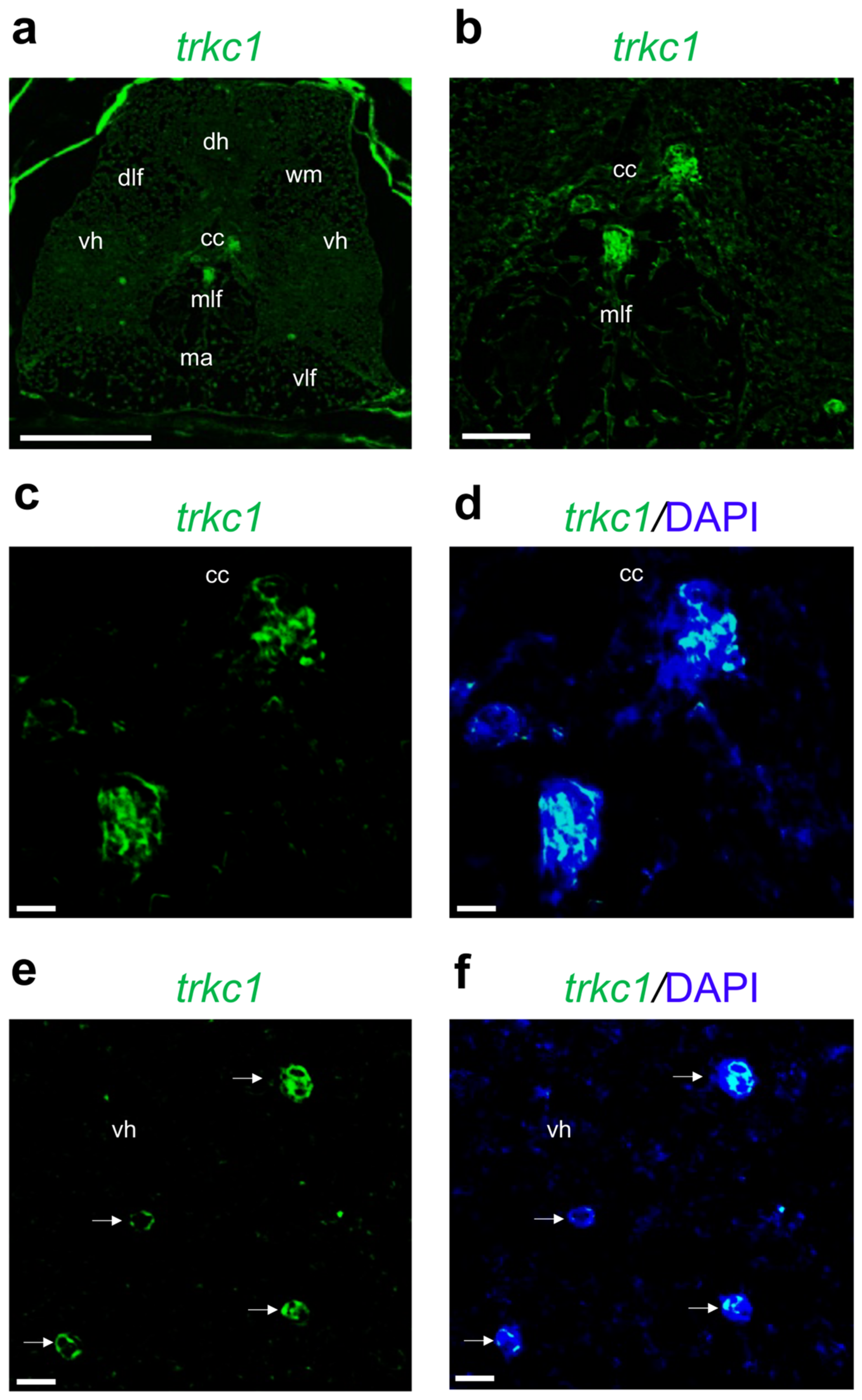 Ijms 24 10953 g009 Ijms 24 10953 g009