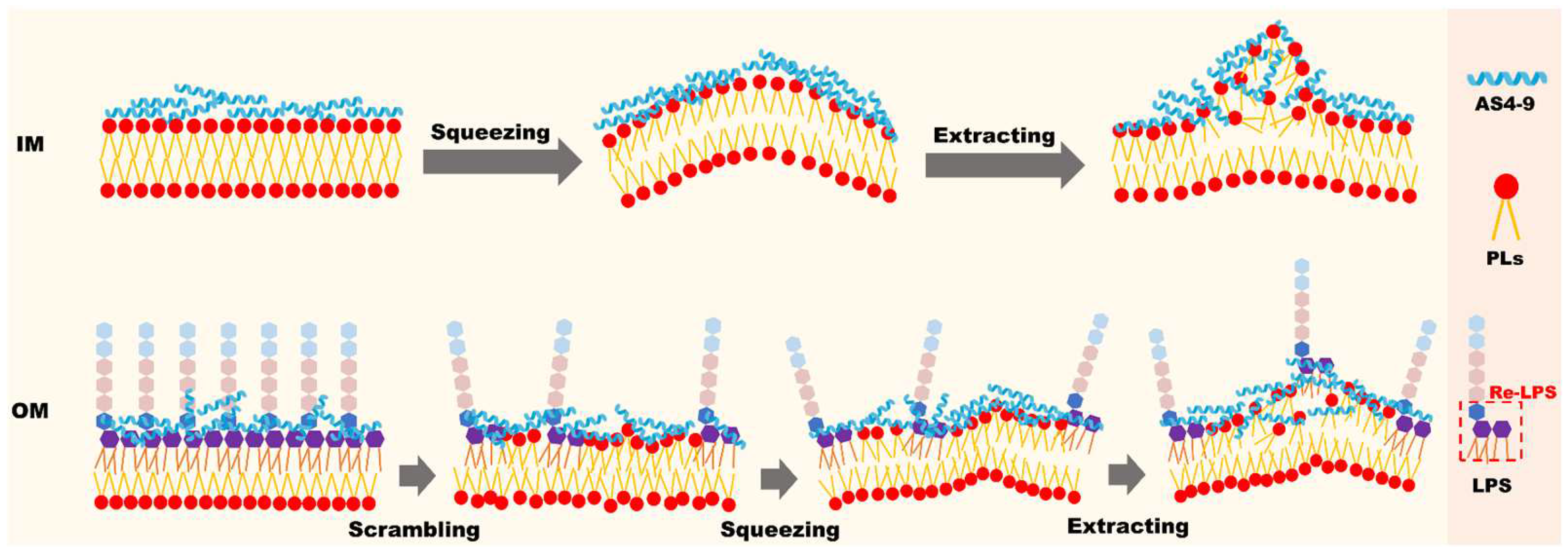 Ijms 24 10962 g001 Ijms 24 10962 g001