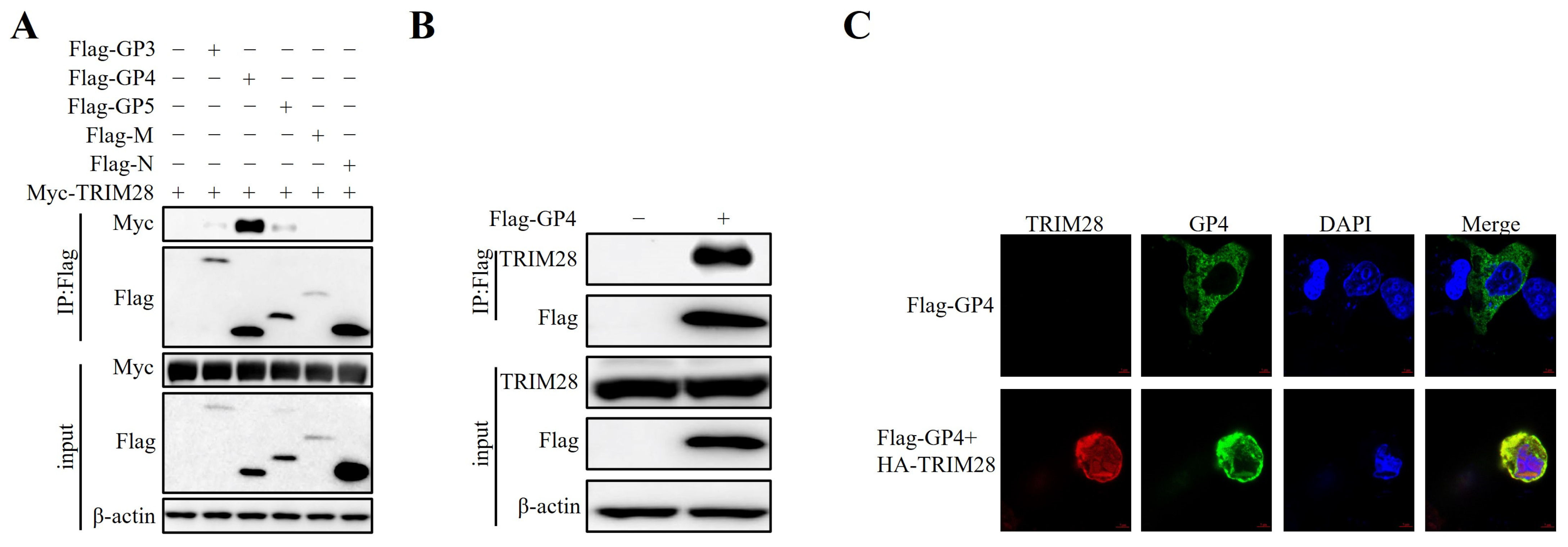 Ijms 24 10965 g004 Ijms 24 10965 g004