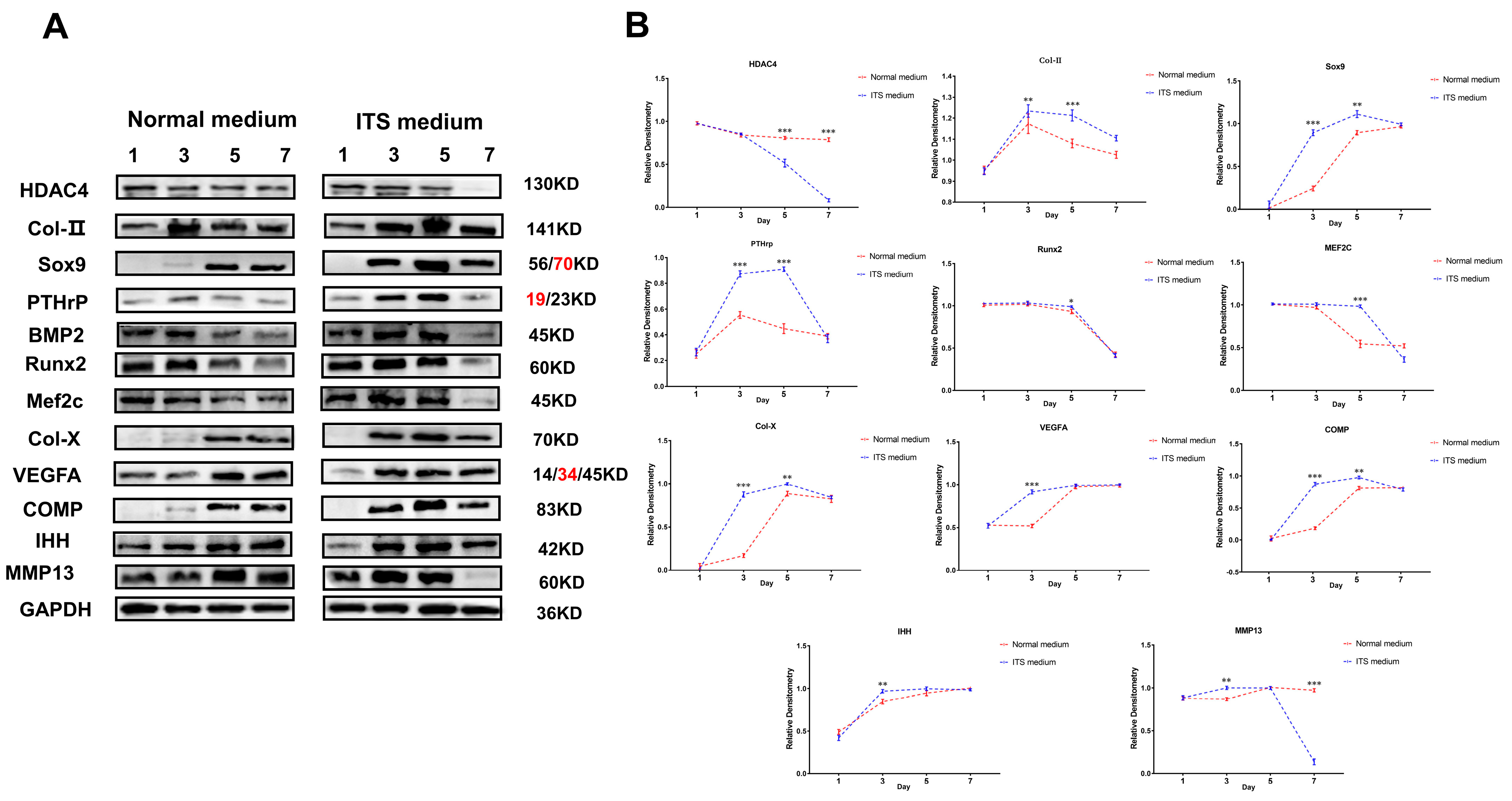 Ijms 24 10975 g009 Ijms 24 10975 g009
