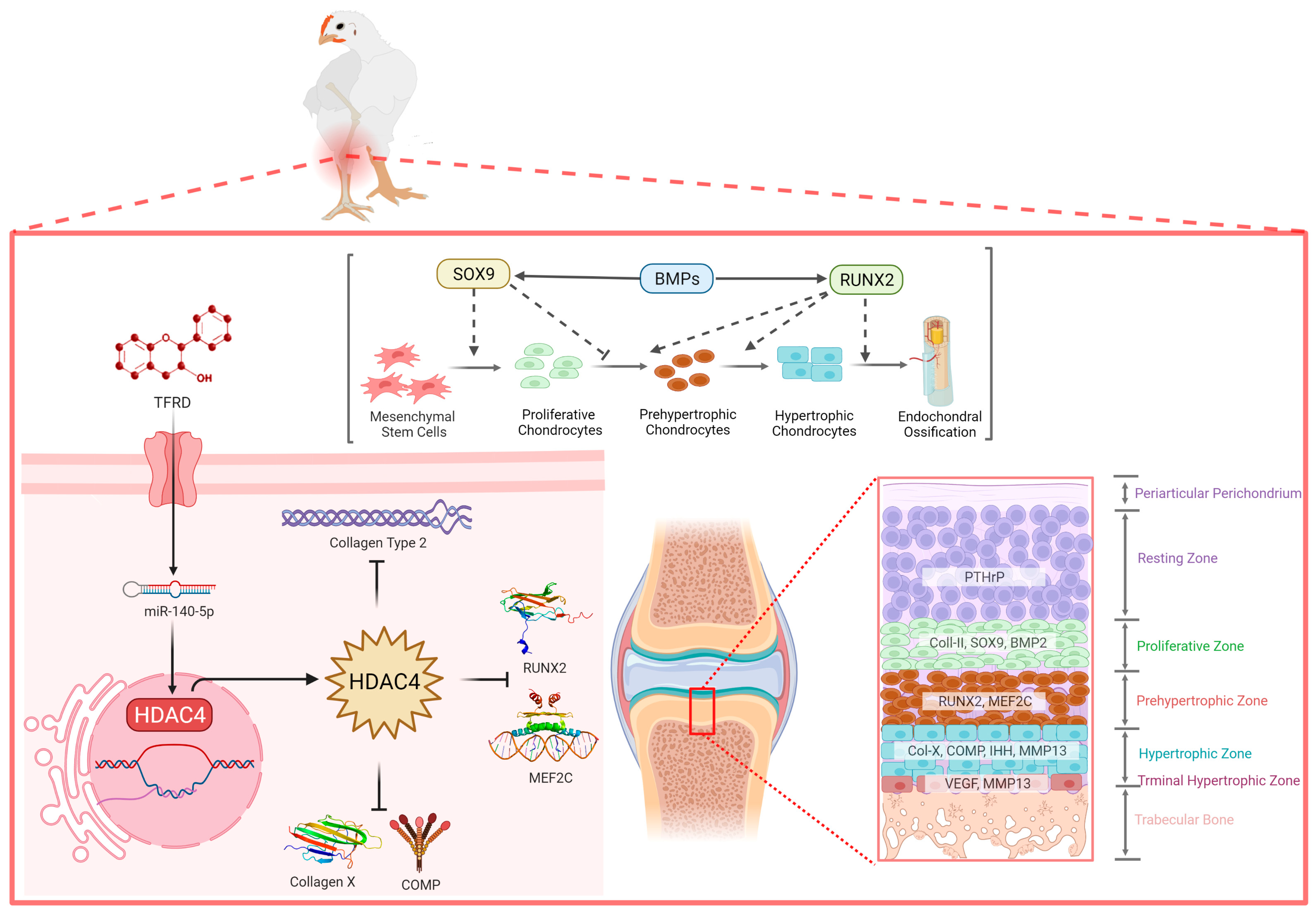 Ijms 24 10975 g011 Ijms 24 10975 g011