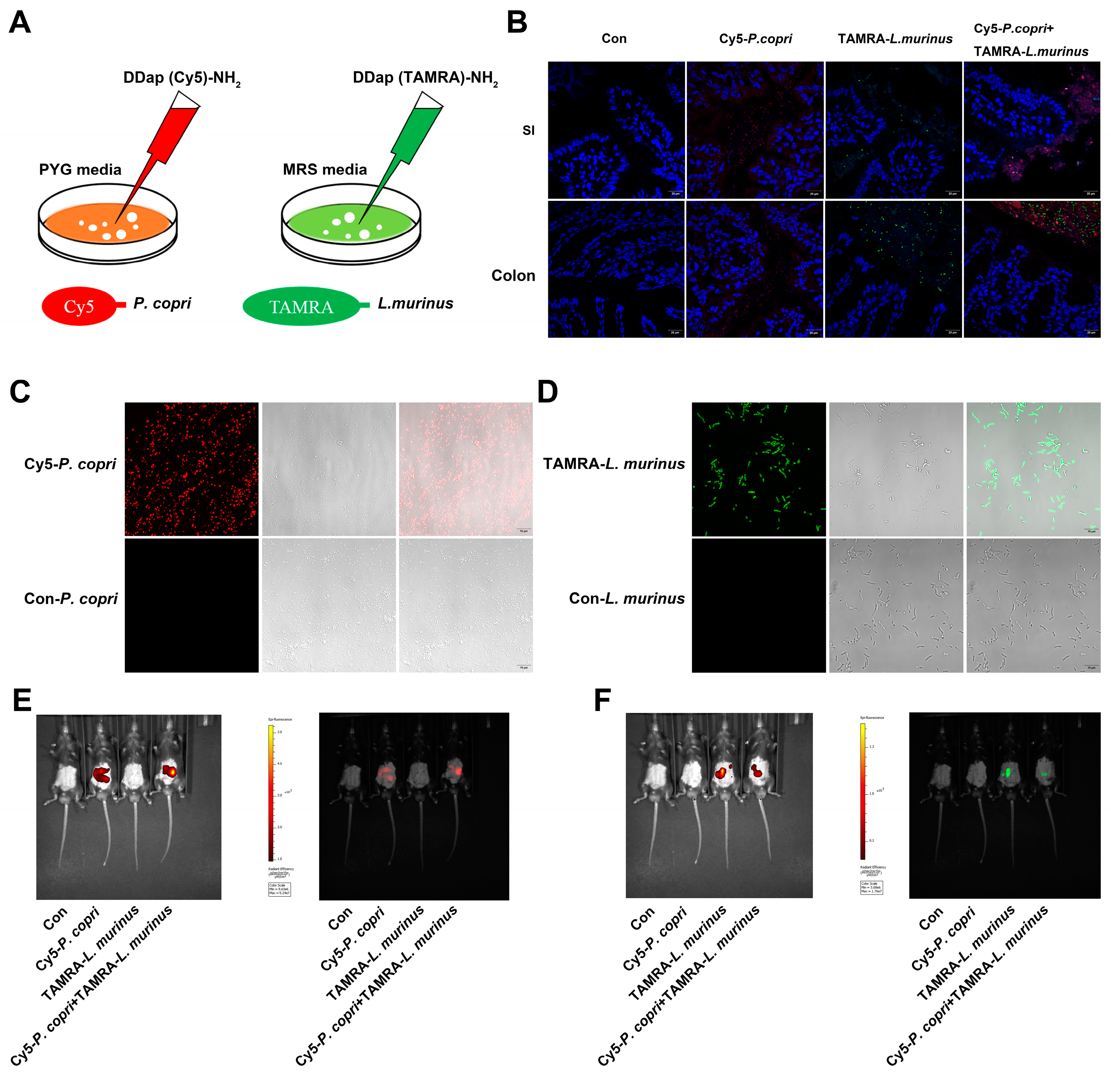 Ijms 24 11010 g006 Ijms 24 11010 g006