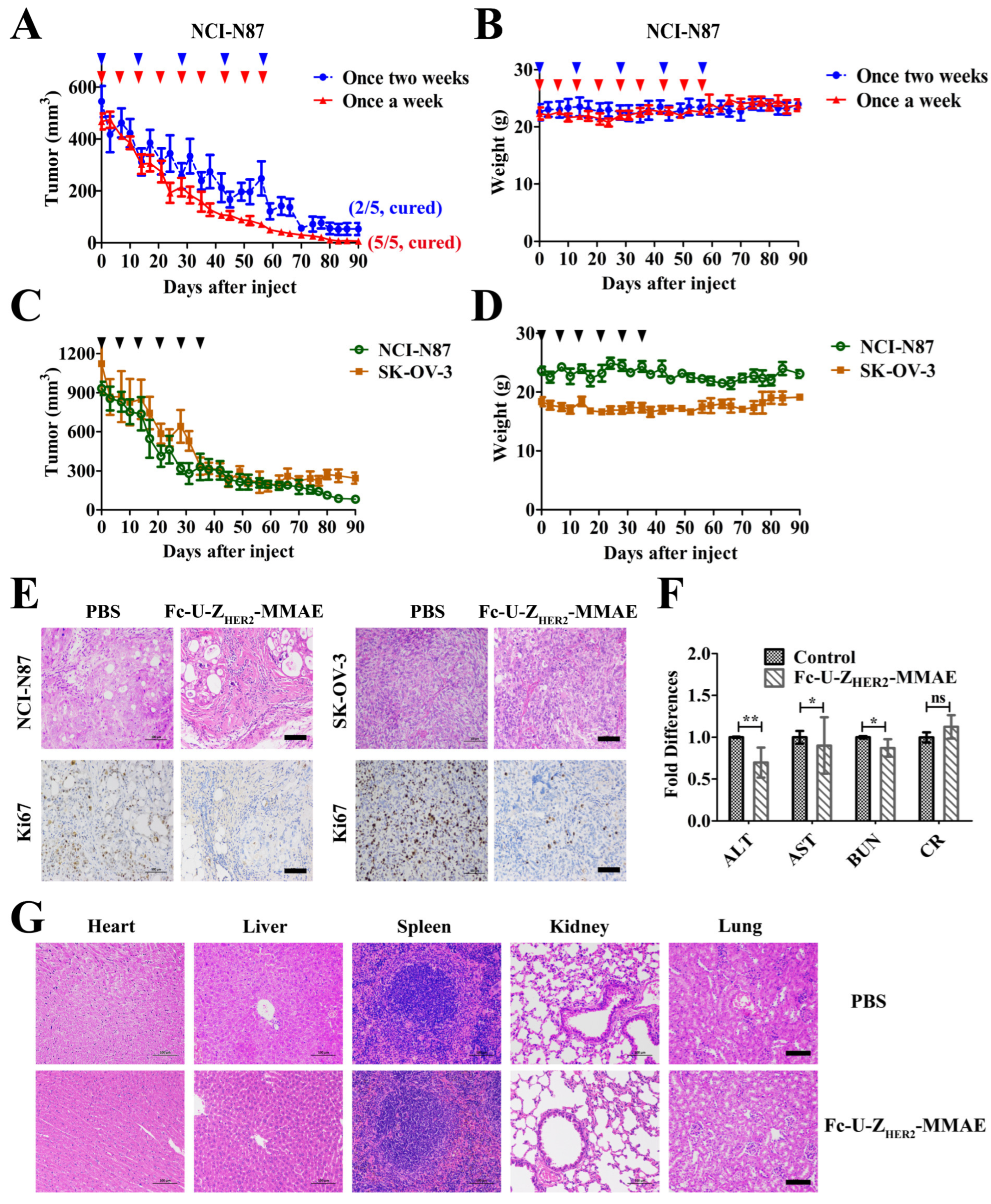 Ijms 24 11011 g006 Ijms 24 11011 g006