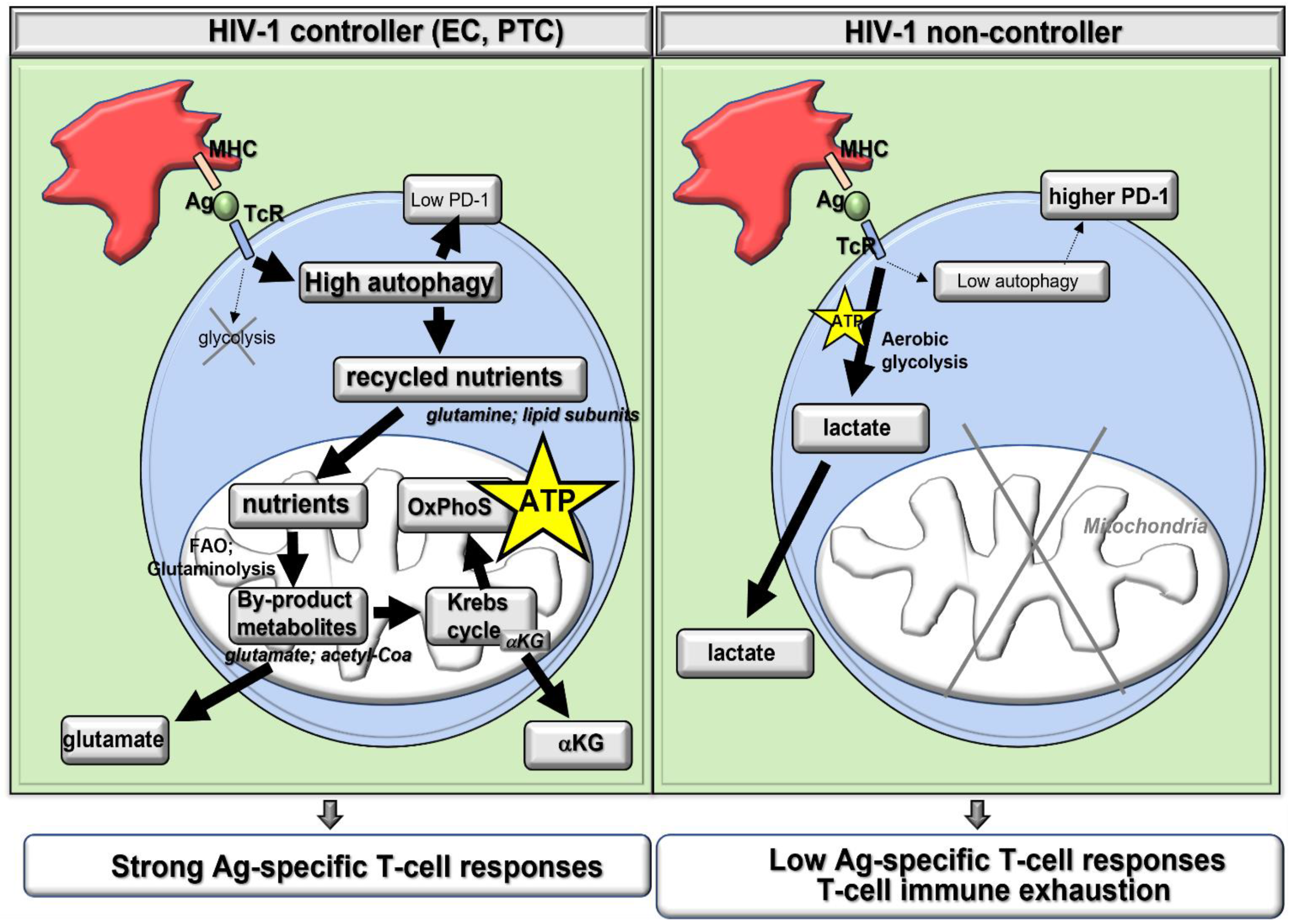 Ijms 24 11018 g001 Ijms 24 11018 g001