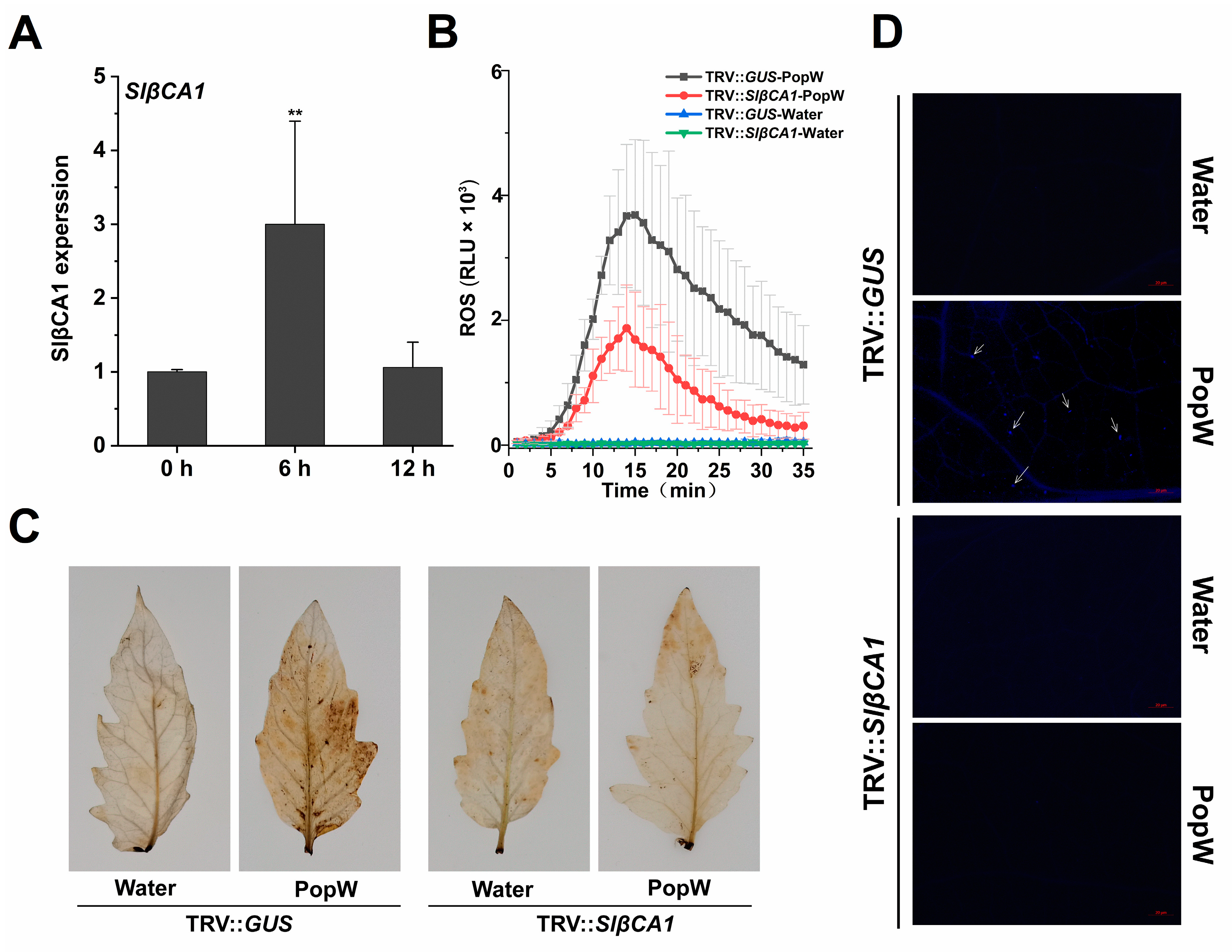 Ijms 24 11021 g004 Ijms 24 11021 g004