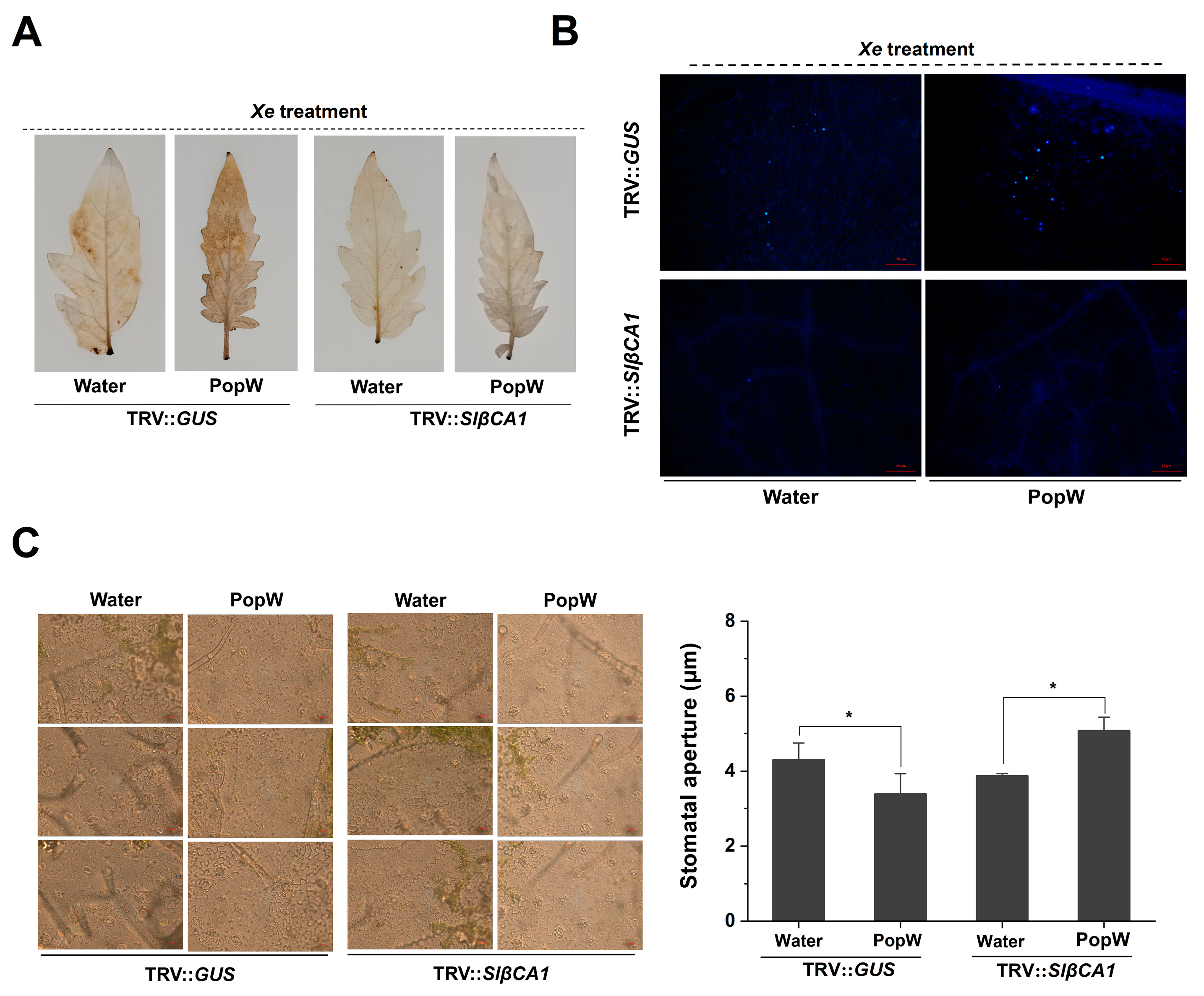 Ijms 24 11021 g006 Ijms 24 11021 g006