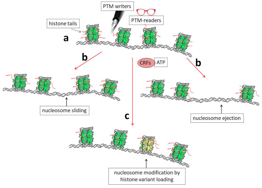 Ijms 24 11028 g001 Ijms 24 11028 g001