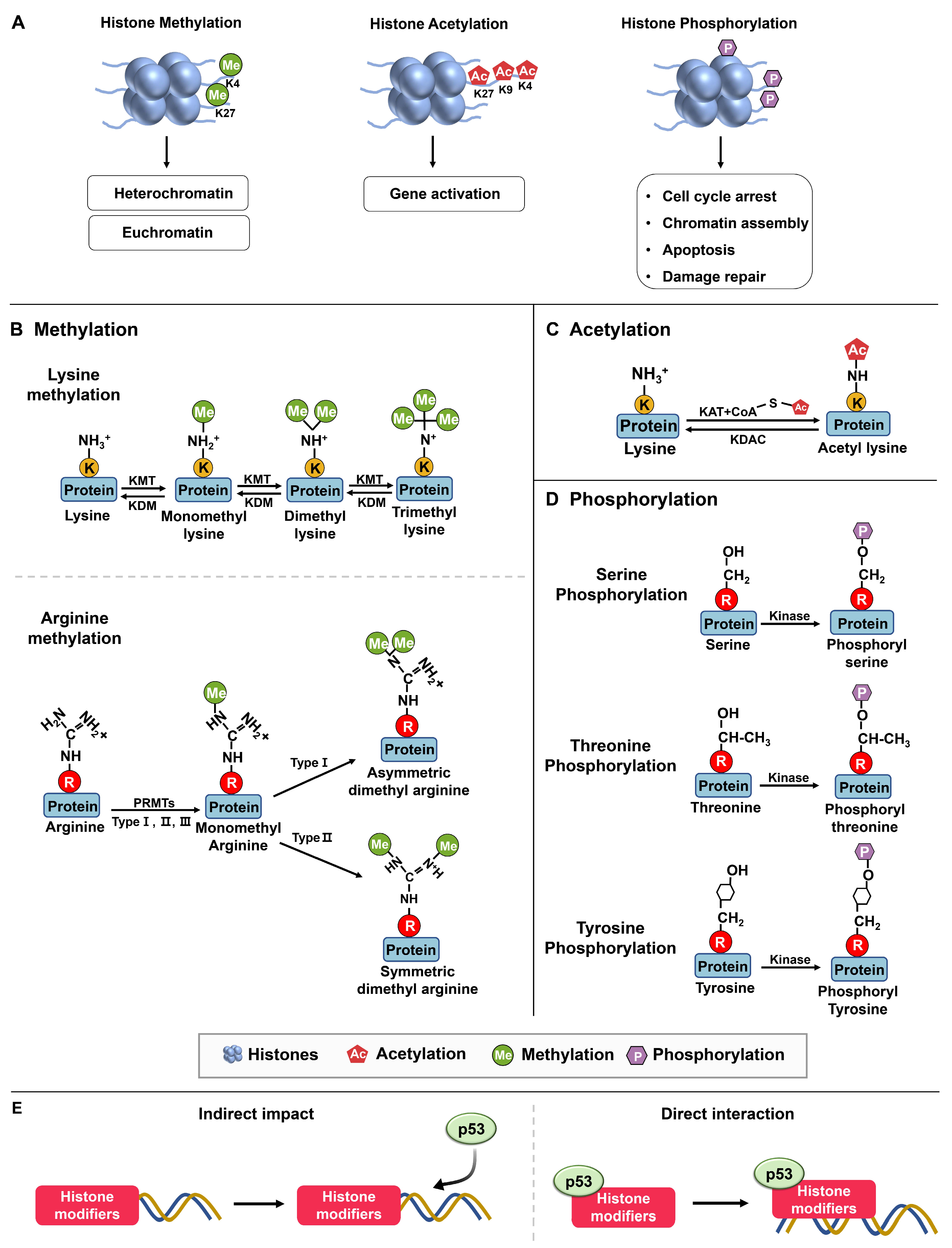 Ijms 24 11032 g001 Ijms 24 11032 g001