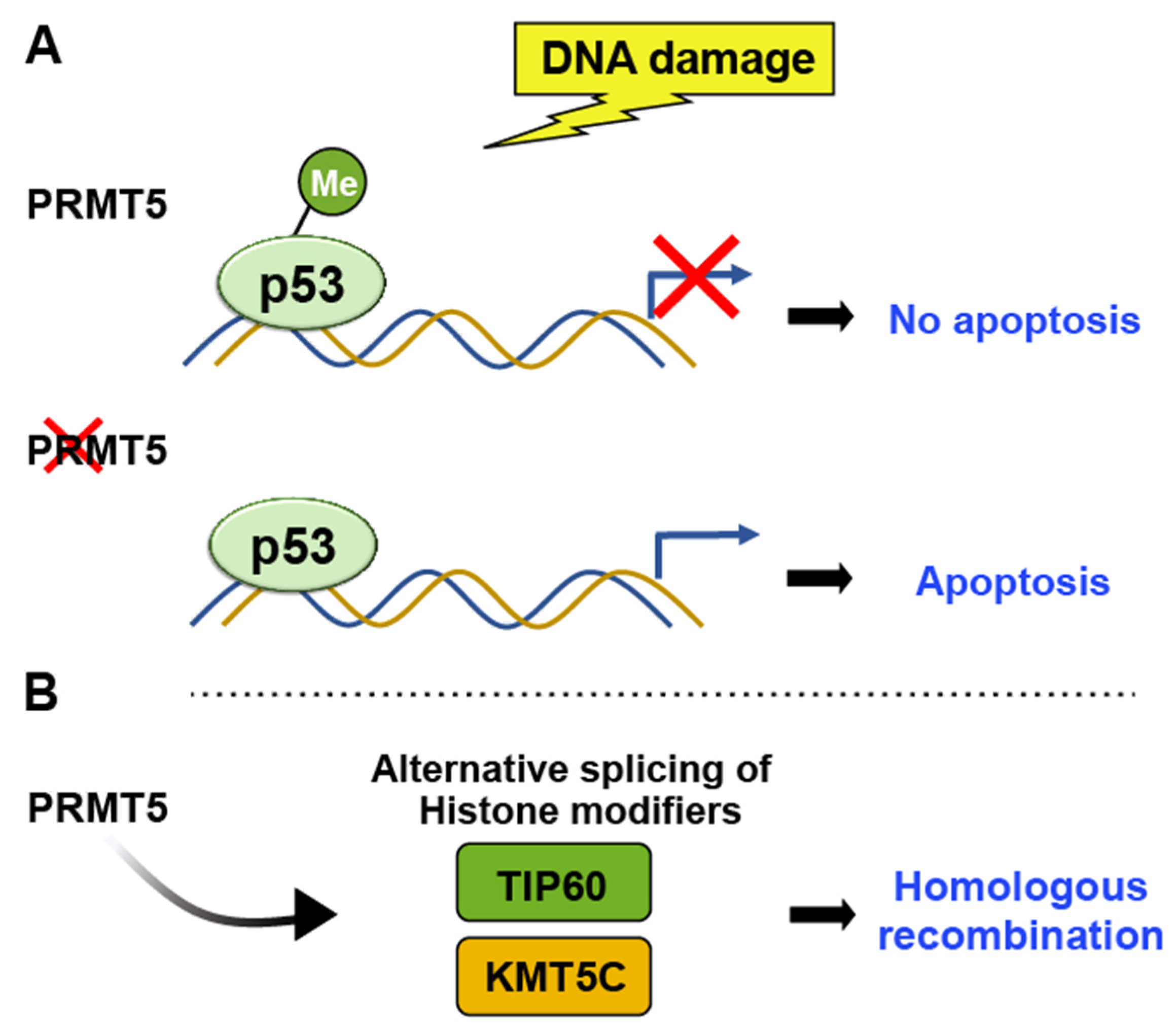 Ijms 24 11032 g004 Ijms 24 11032 g004