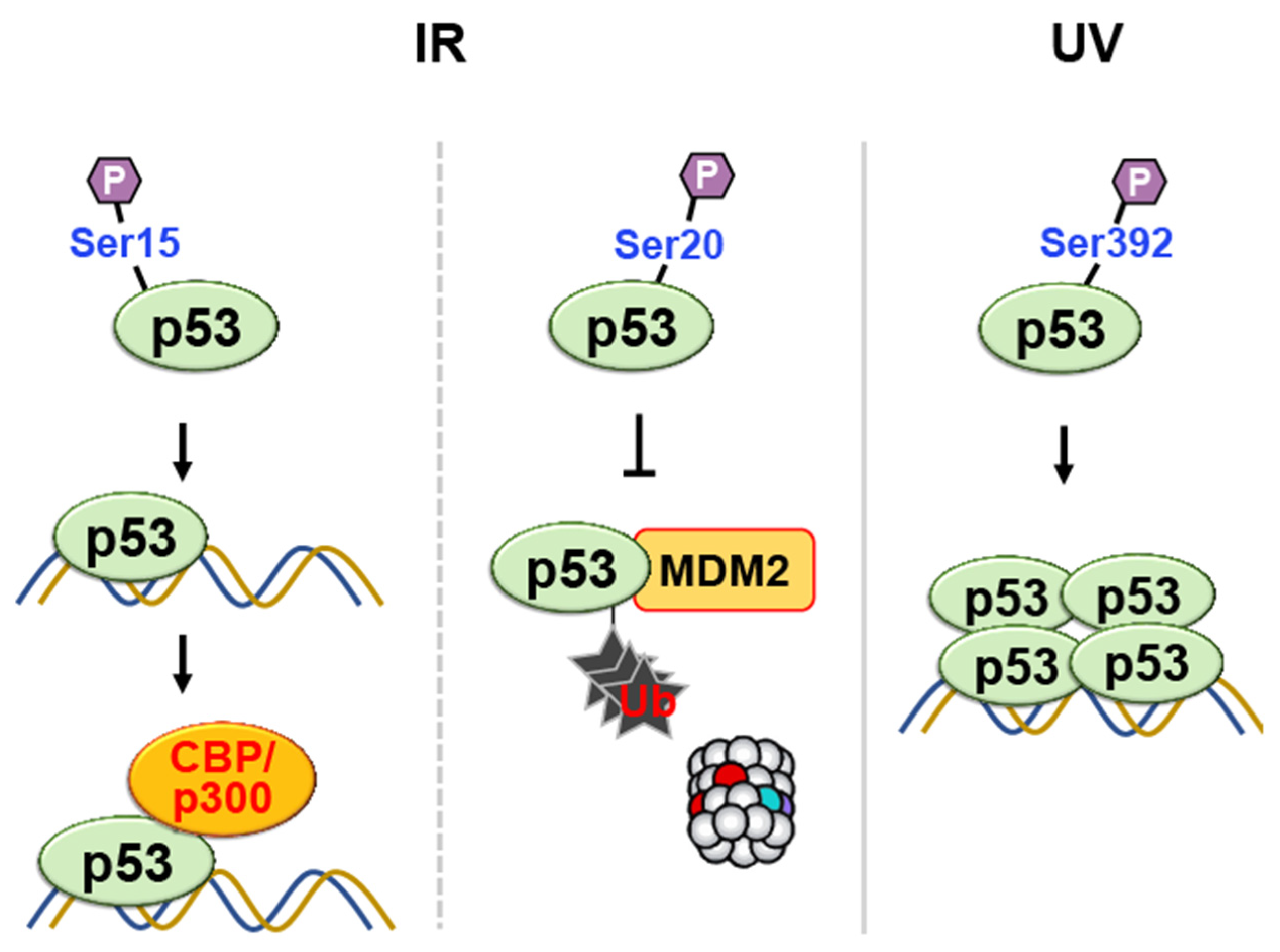 Ijms 24 11032 g007 Ijms 24 11032 g007