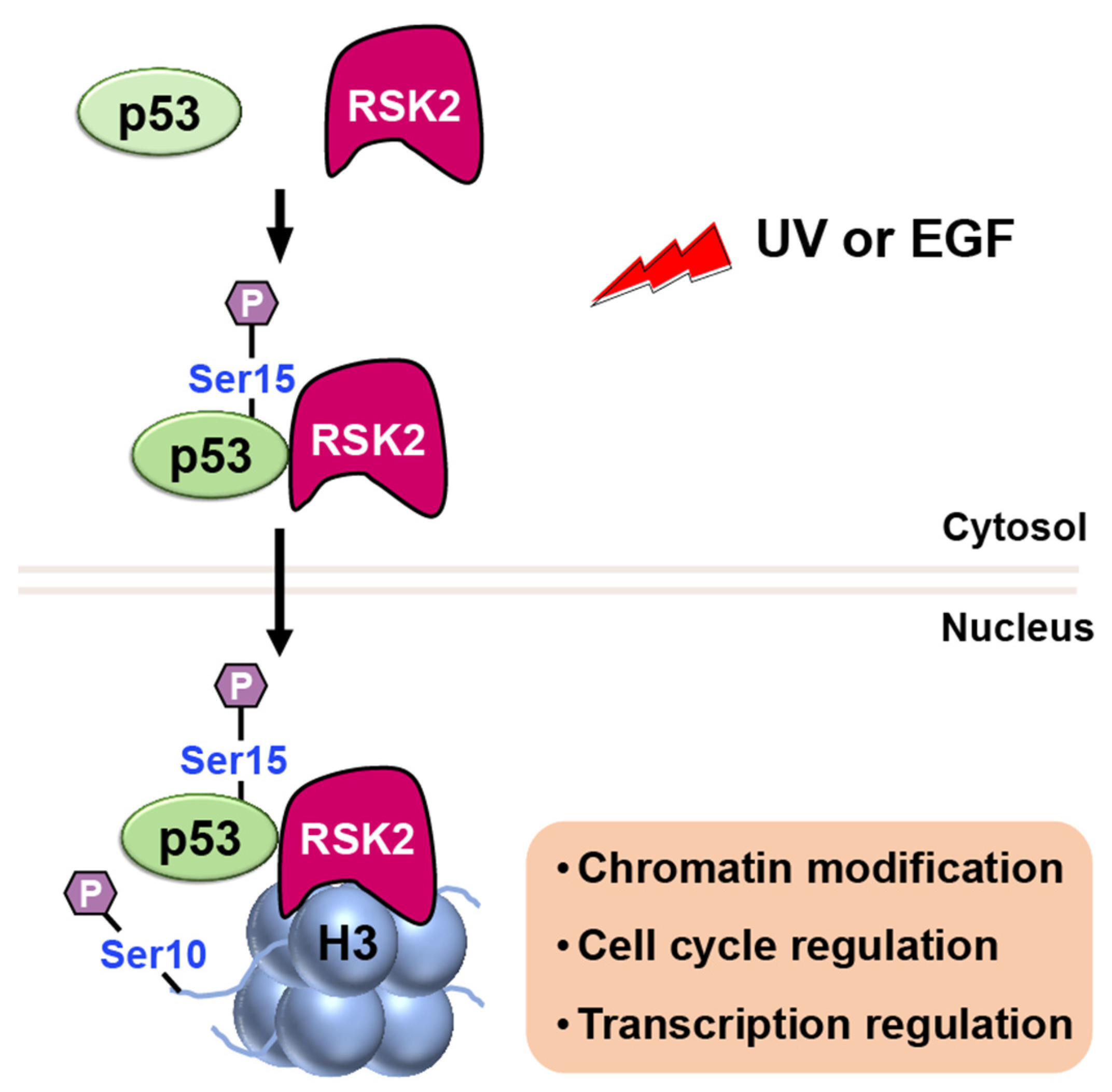 Ijms 24 11032 g009 Ijms 24 11032 g009