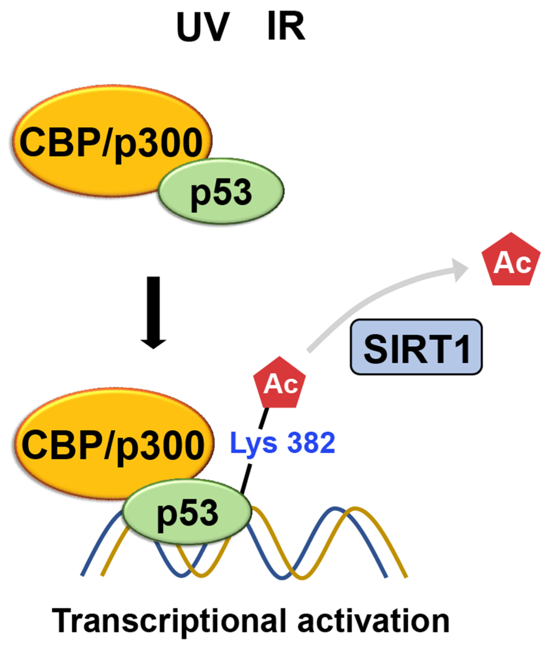 Ijms 24 11032 g010 Ijms 24 11032 g010