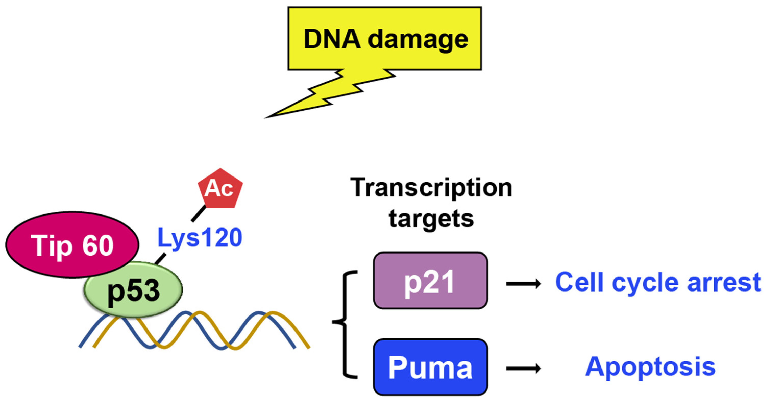 Ijms 24 11032 g011 Ijms 24 11032 g011