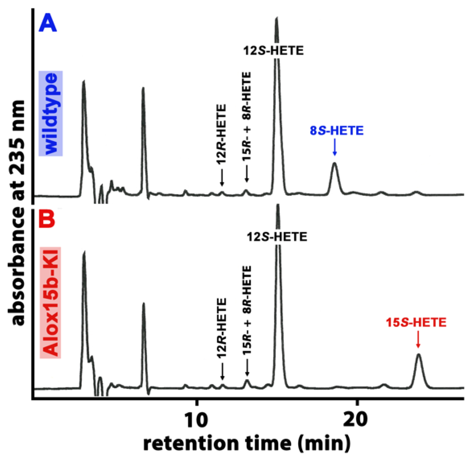 Ijms 24 11034 g001 Ijms 24 11034 g001
