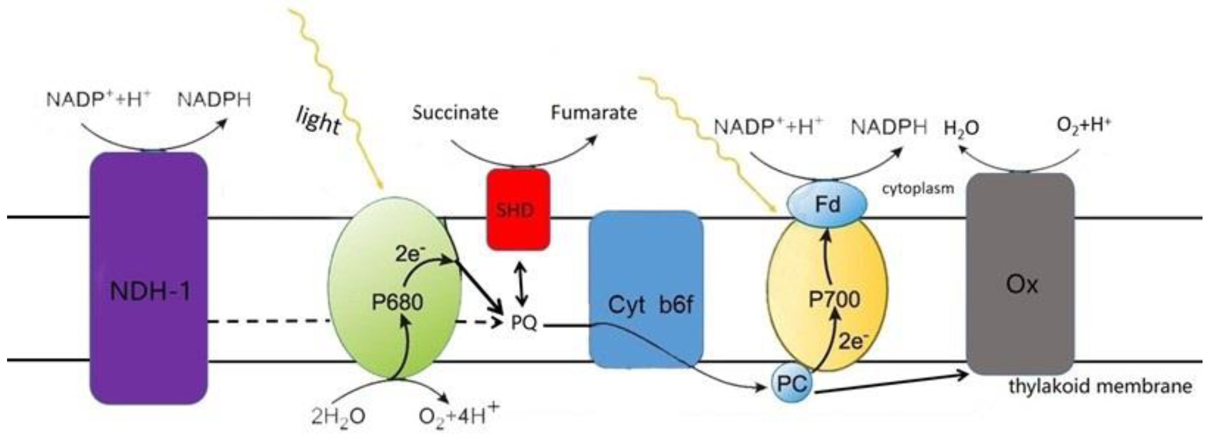 Ijms 24 11041 g002 Ijms 24 11041 g002
