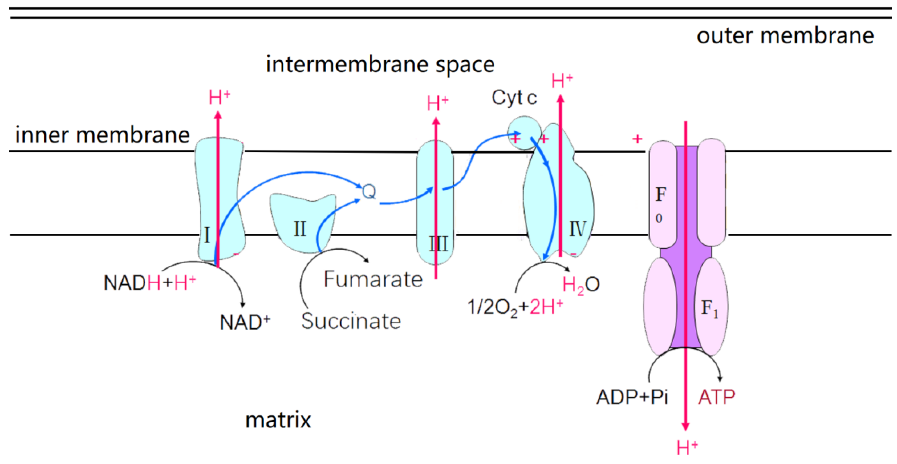 Ijms 24 11041 g004 Ijms 24 11041 g004