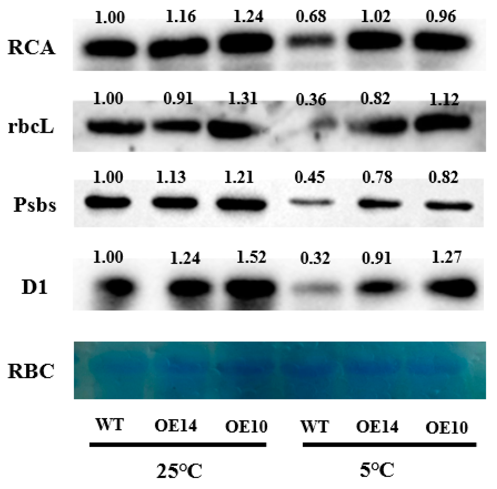 Ijms 24 11042 g011 Ijms 24 11042 g011