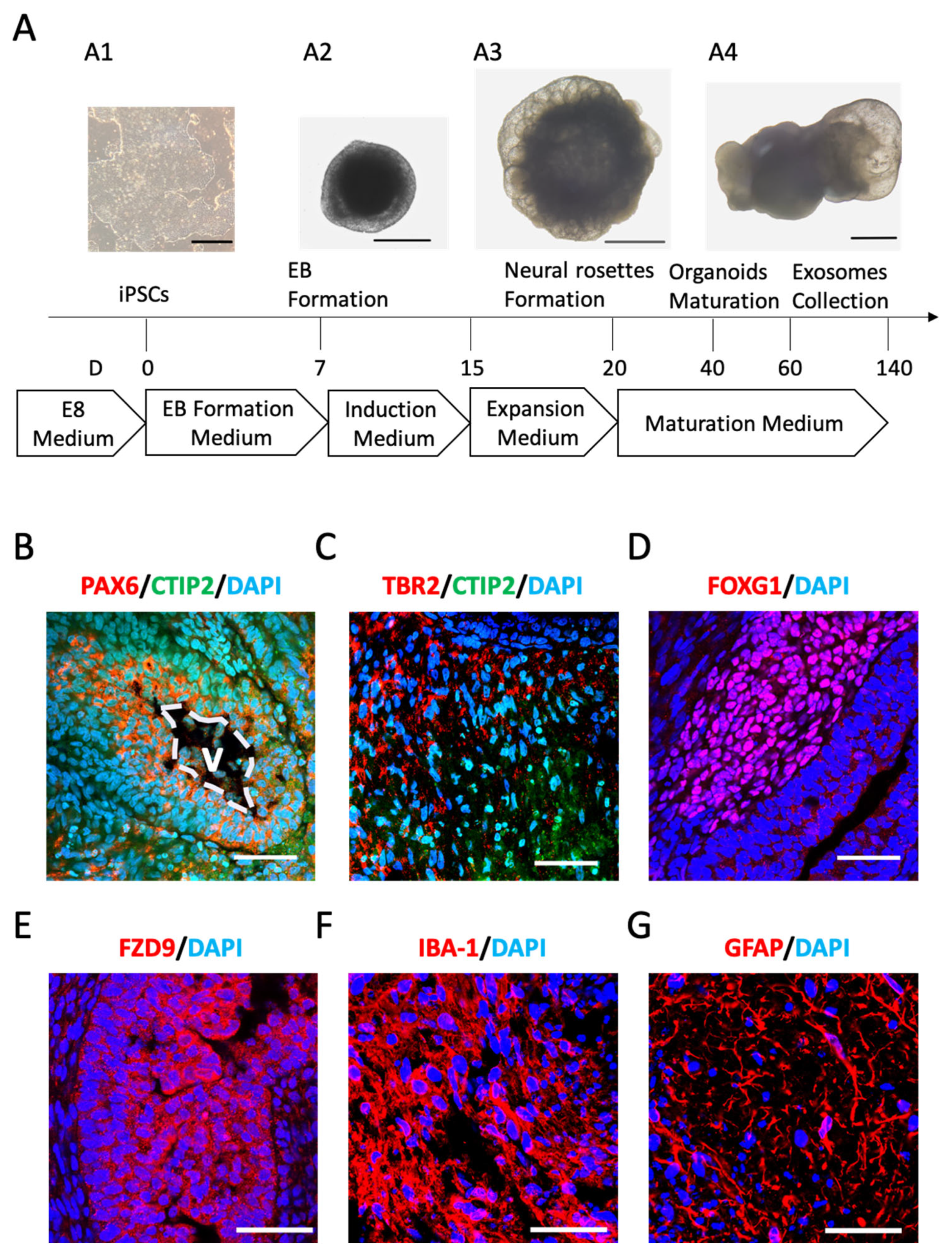 Ijms 24 11048 g001 Ijms 24 11048 g001