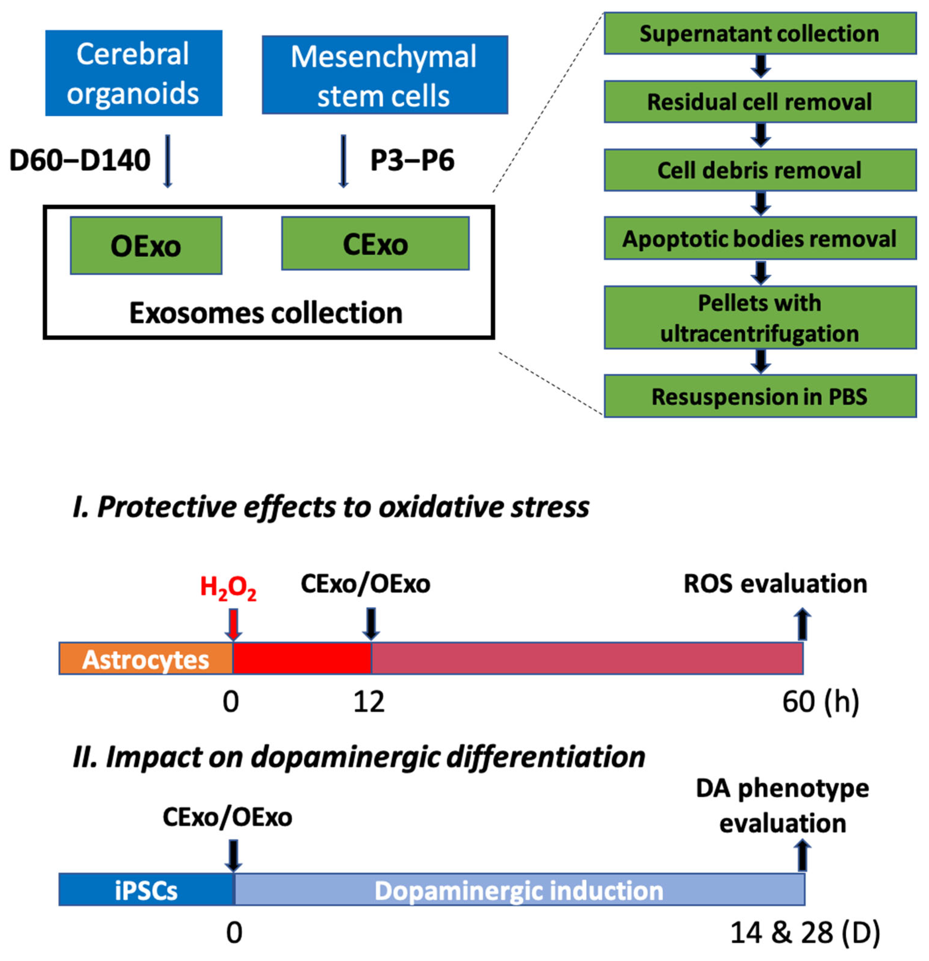Ijms 24 11048 g002 Ijms 24 11048 g002