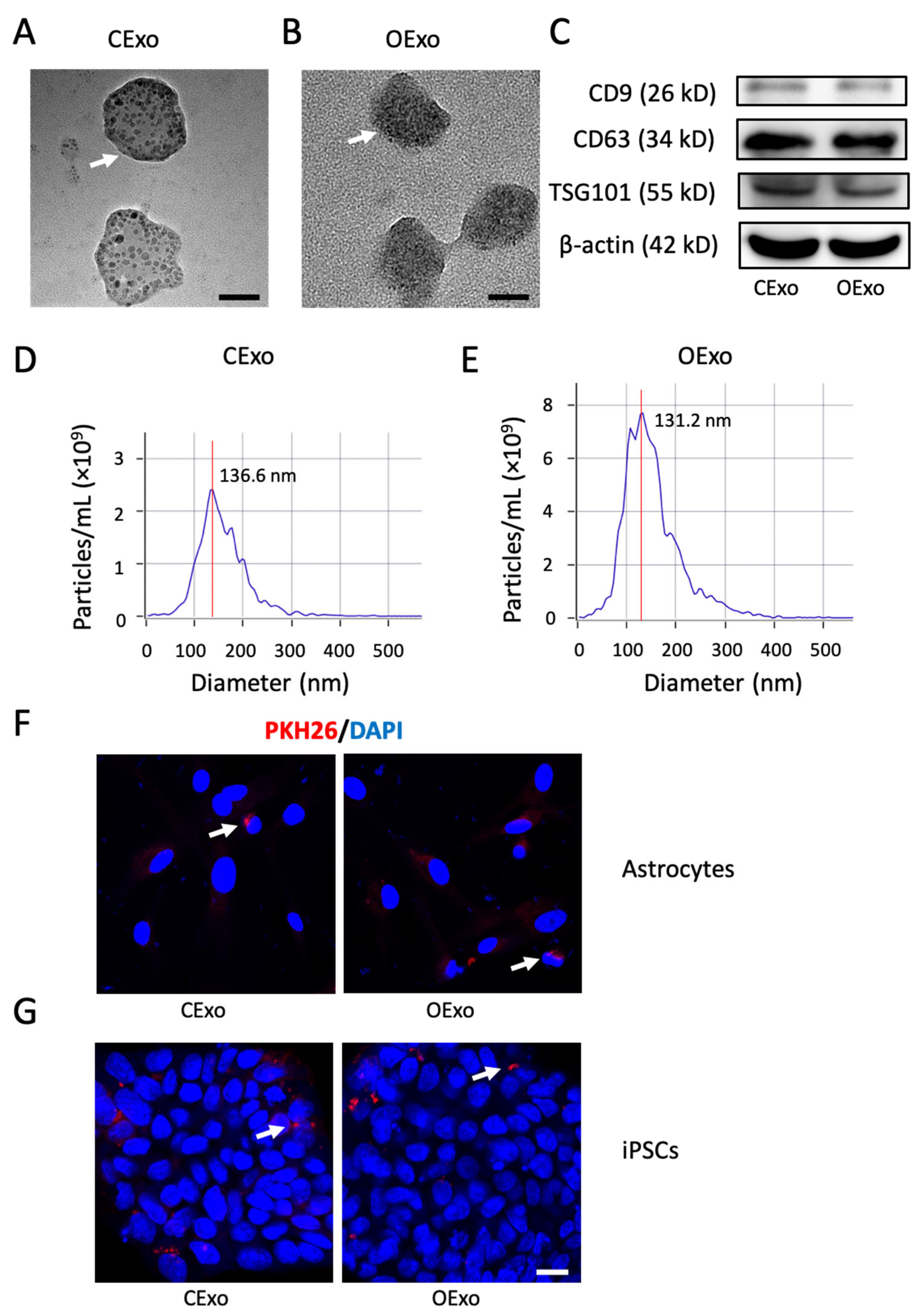 Ijms 24 11048 g003 Ijms 24 11048 g003